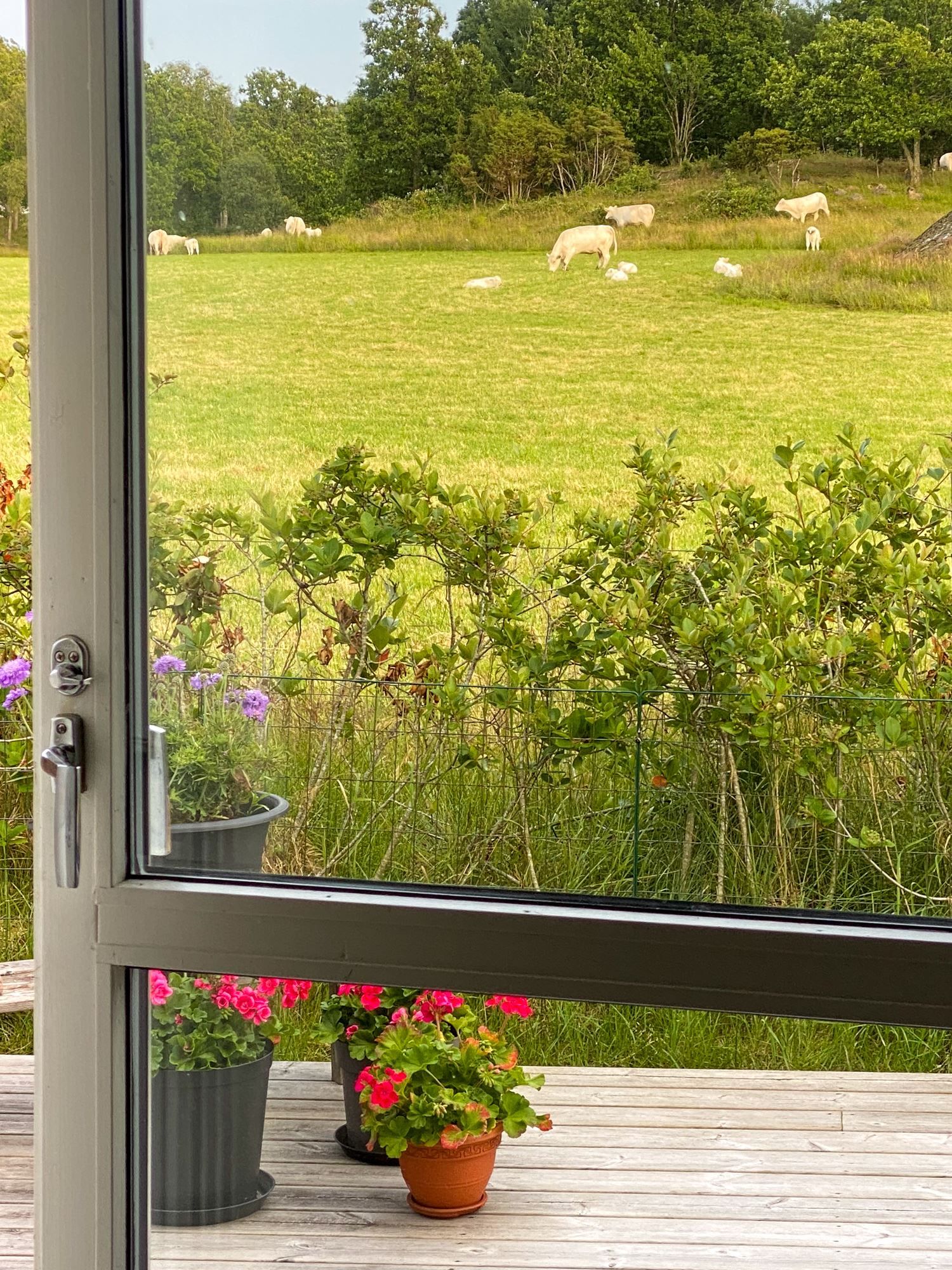 Säljarens egna bilder