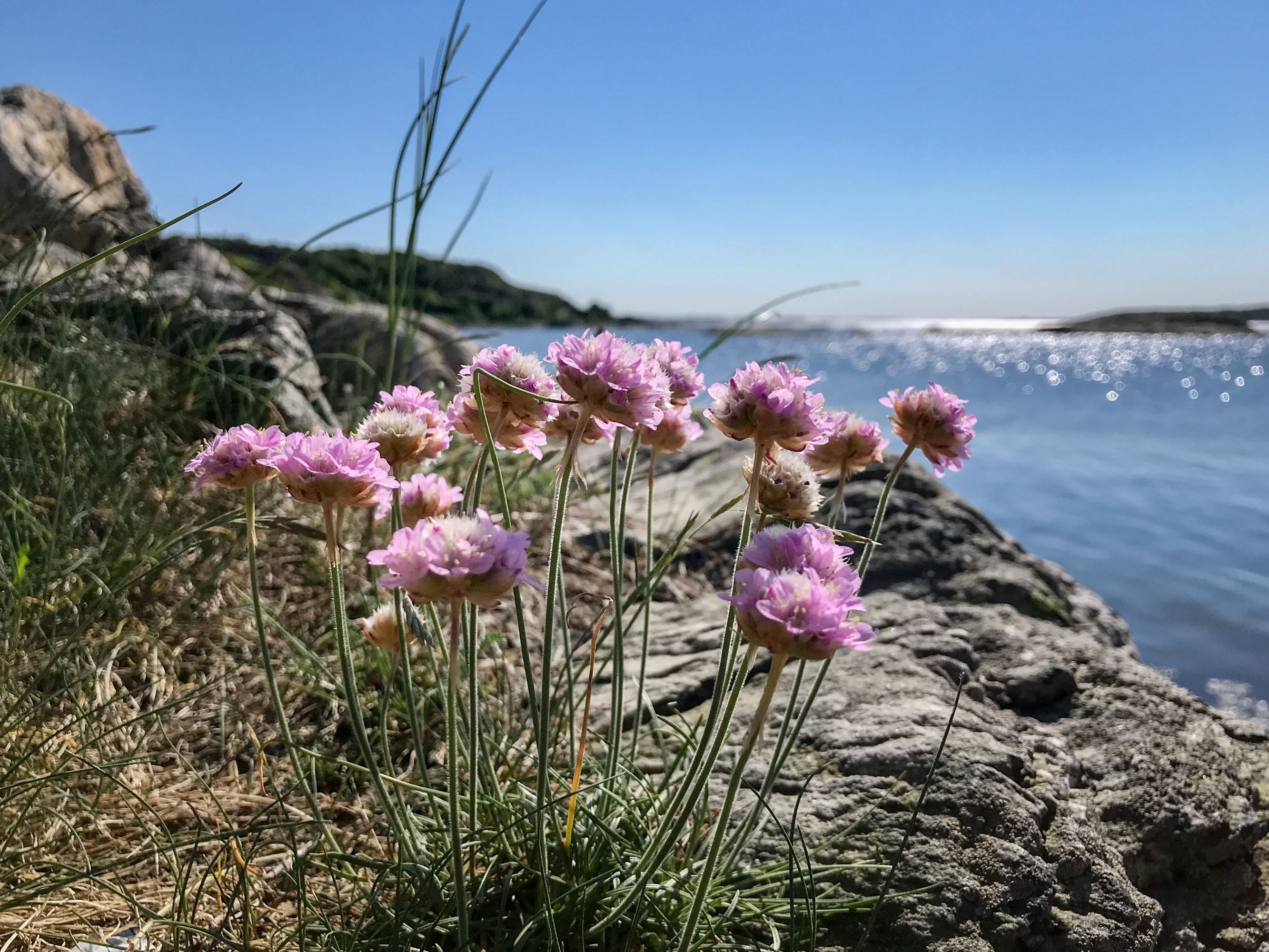 Säljarens egna bilder