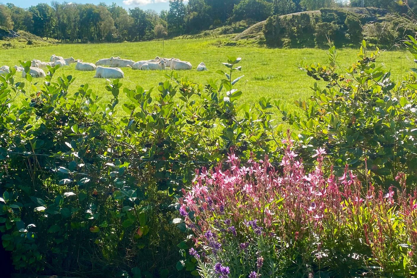 Säljarens egna bilder