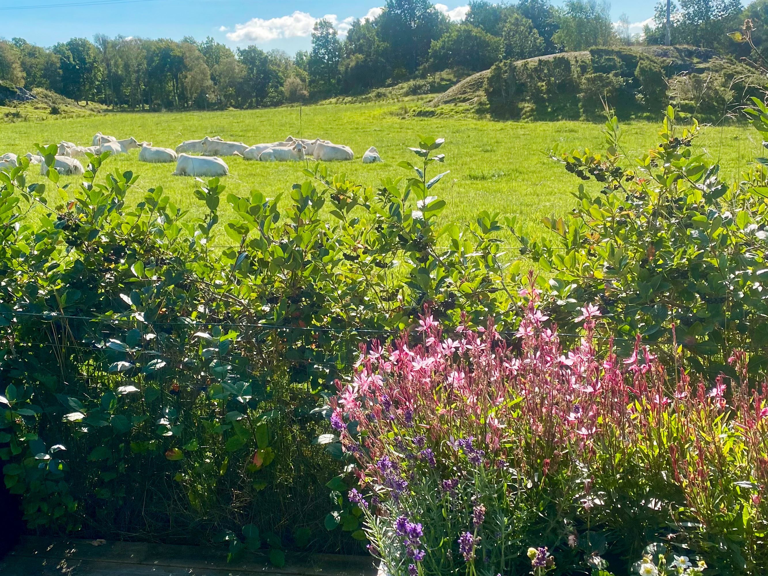 Säljarens egna bilder