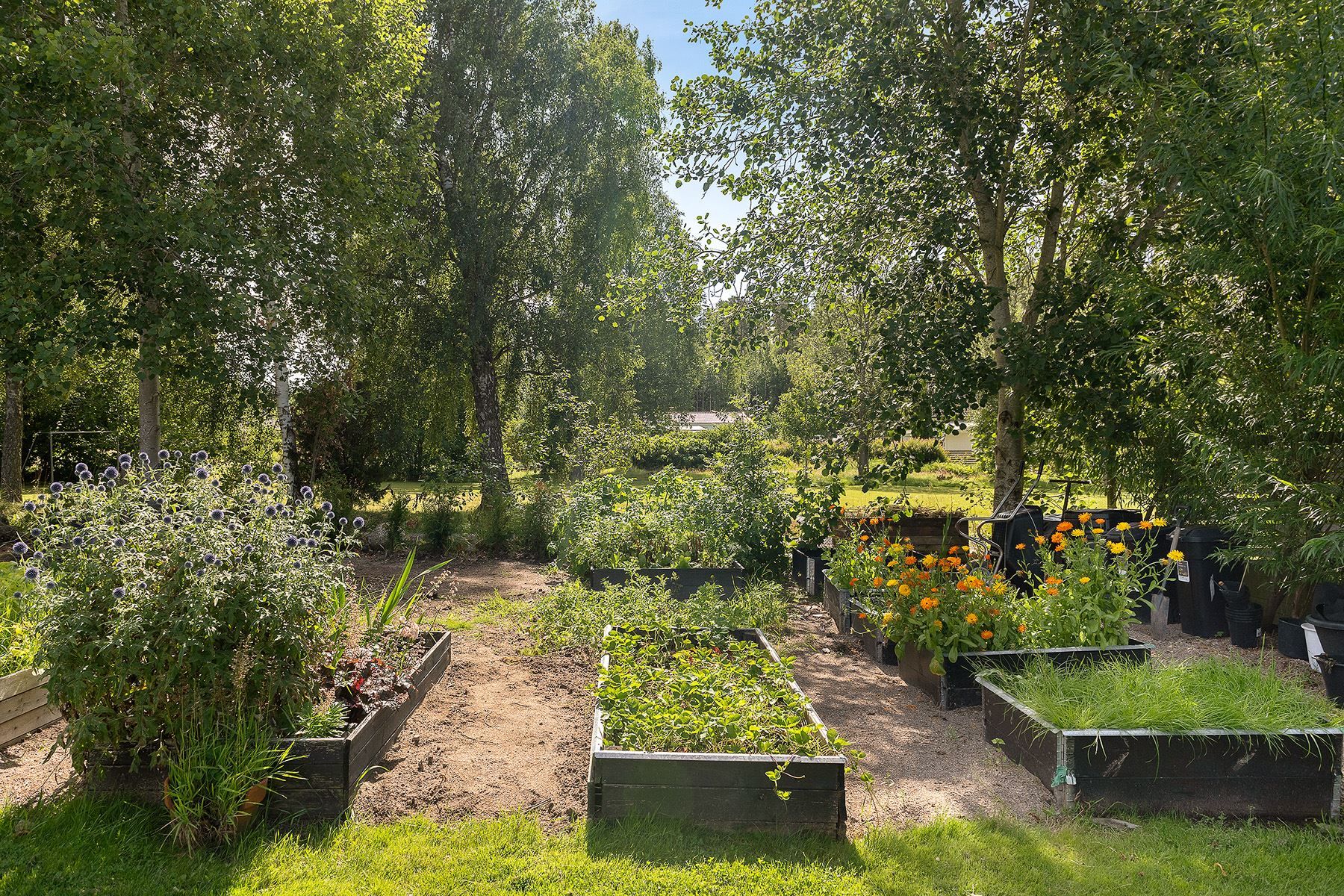 Trädgård