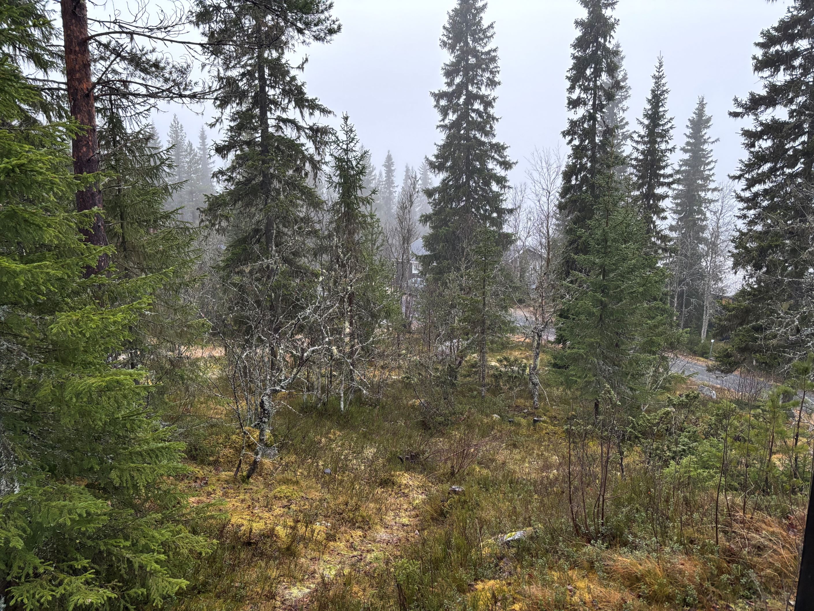 Omgivning sett från verandan