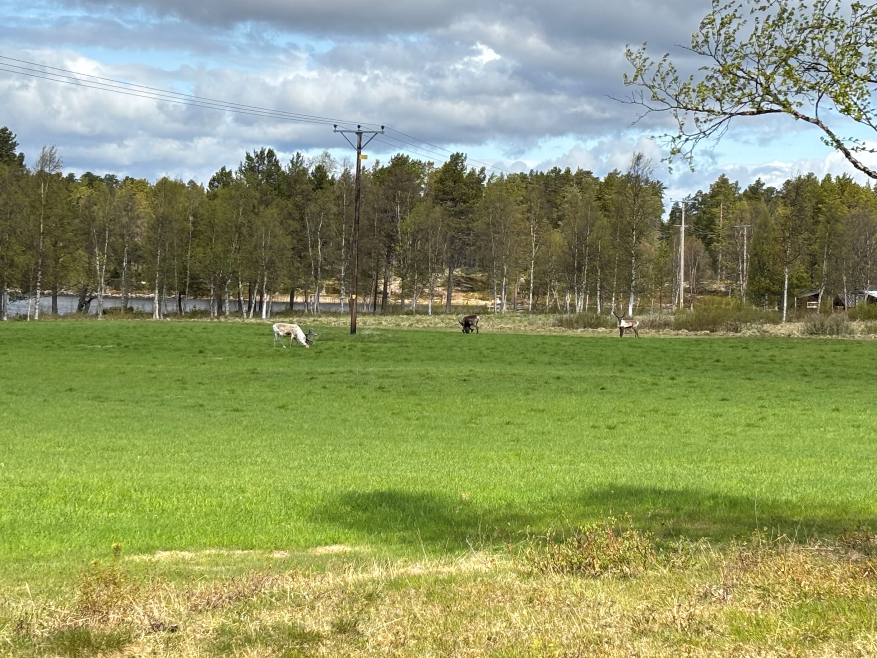 Ren tur att det finns besökare på ängen