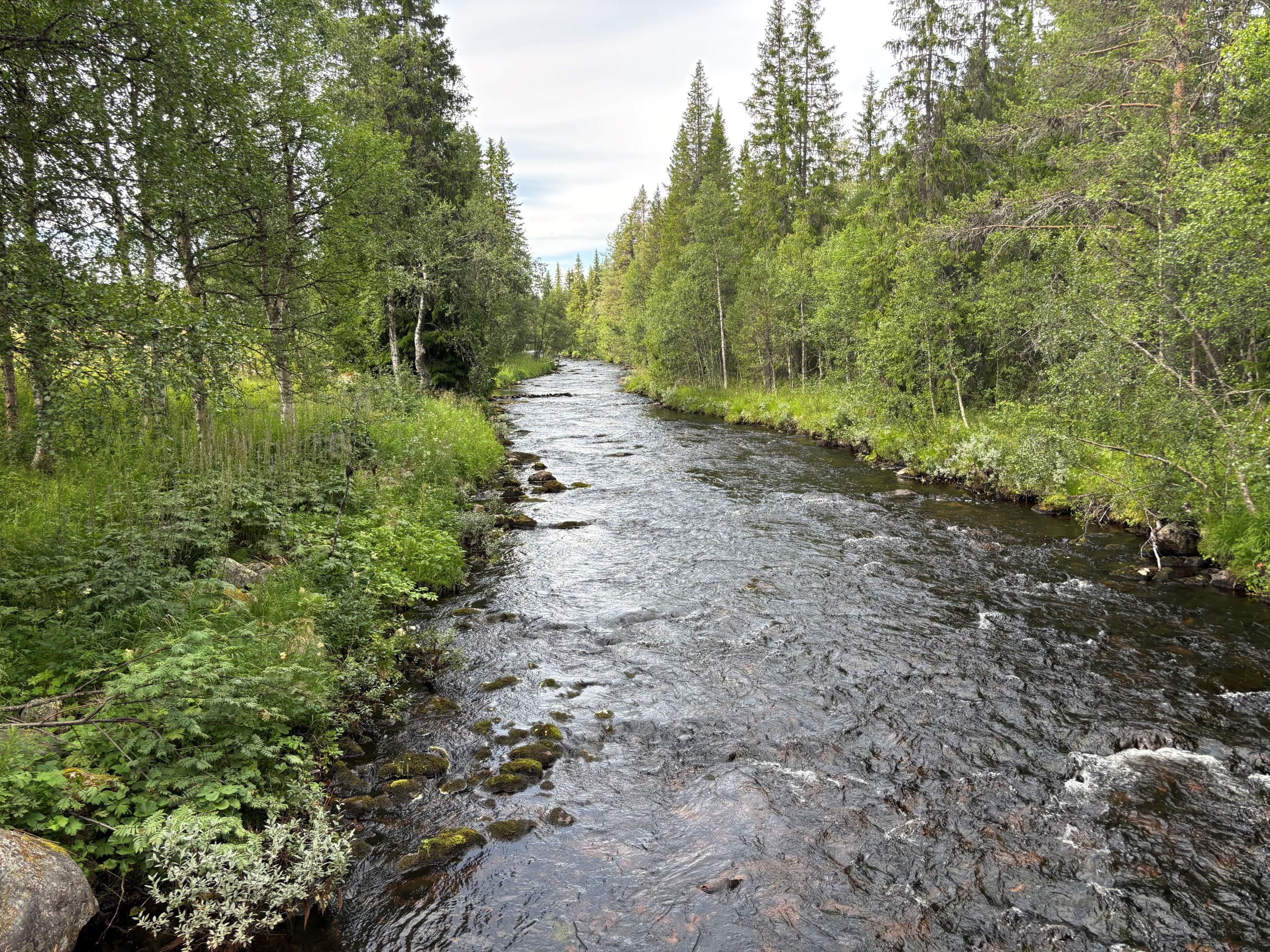 Ån med bäcköring
