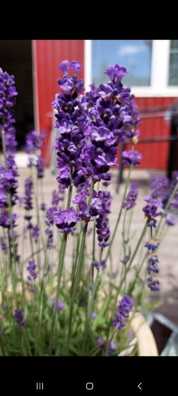 Säljarens egna sommarbilder