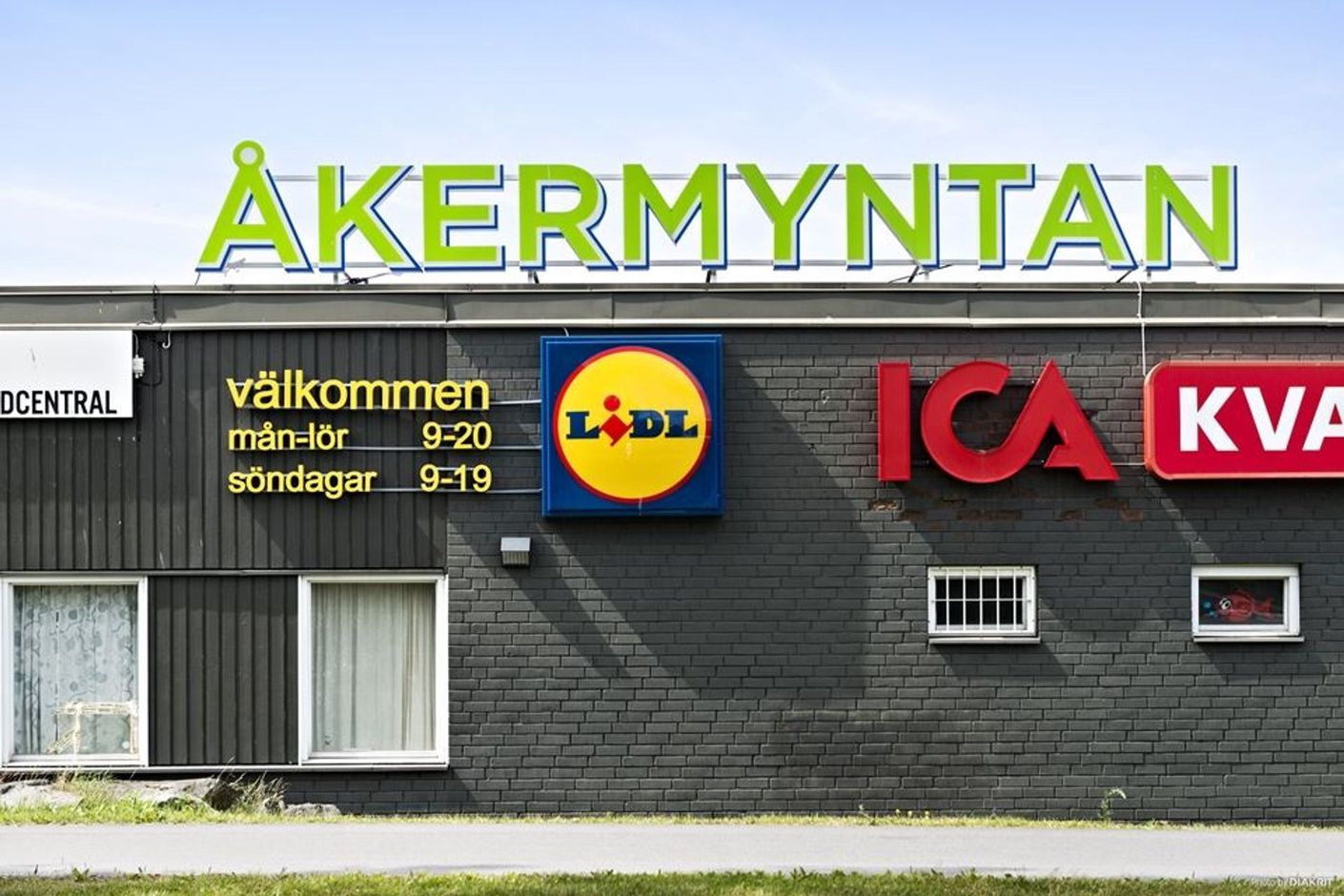 Åkermyntan