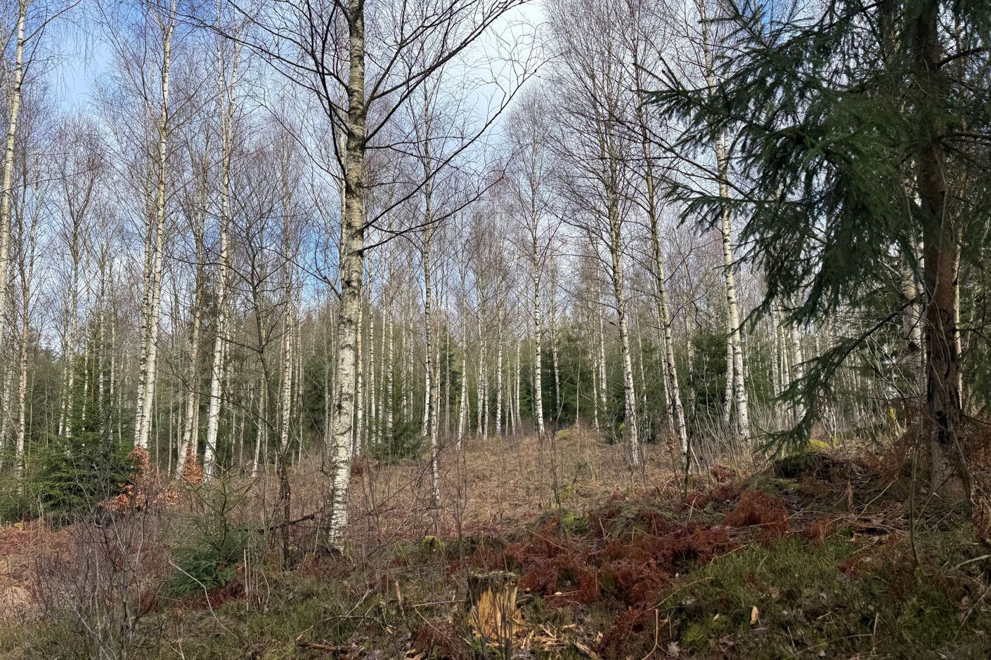 Exteriör