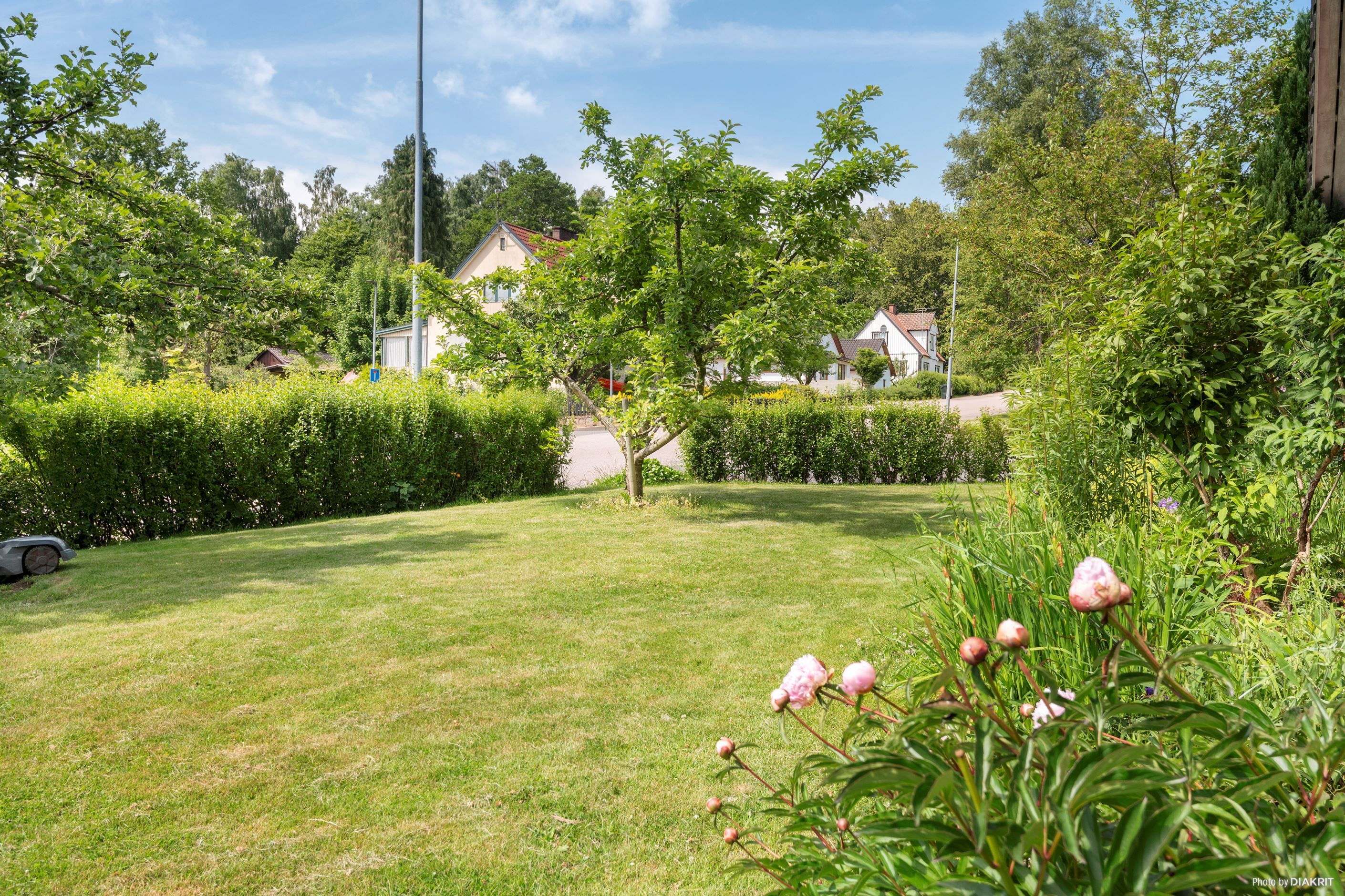 Trädgård