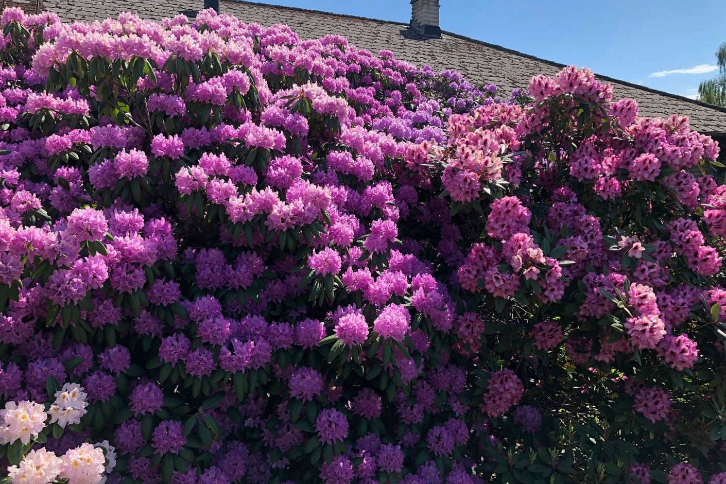 Säljaren bild på blommande rhododendron