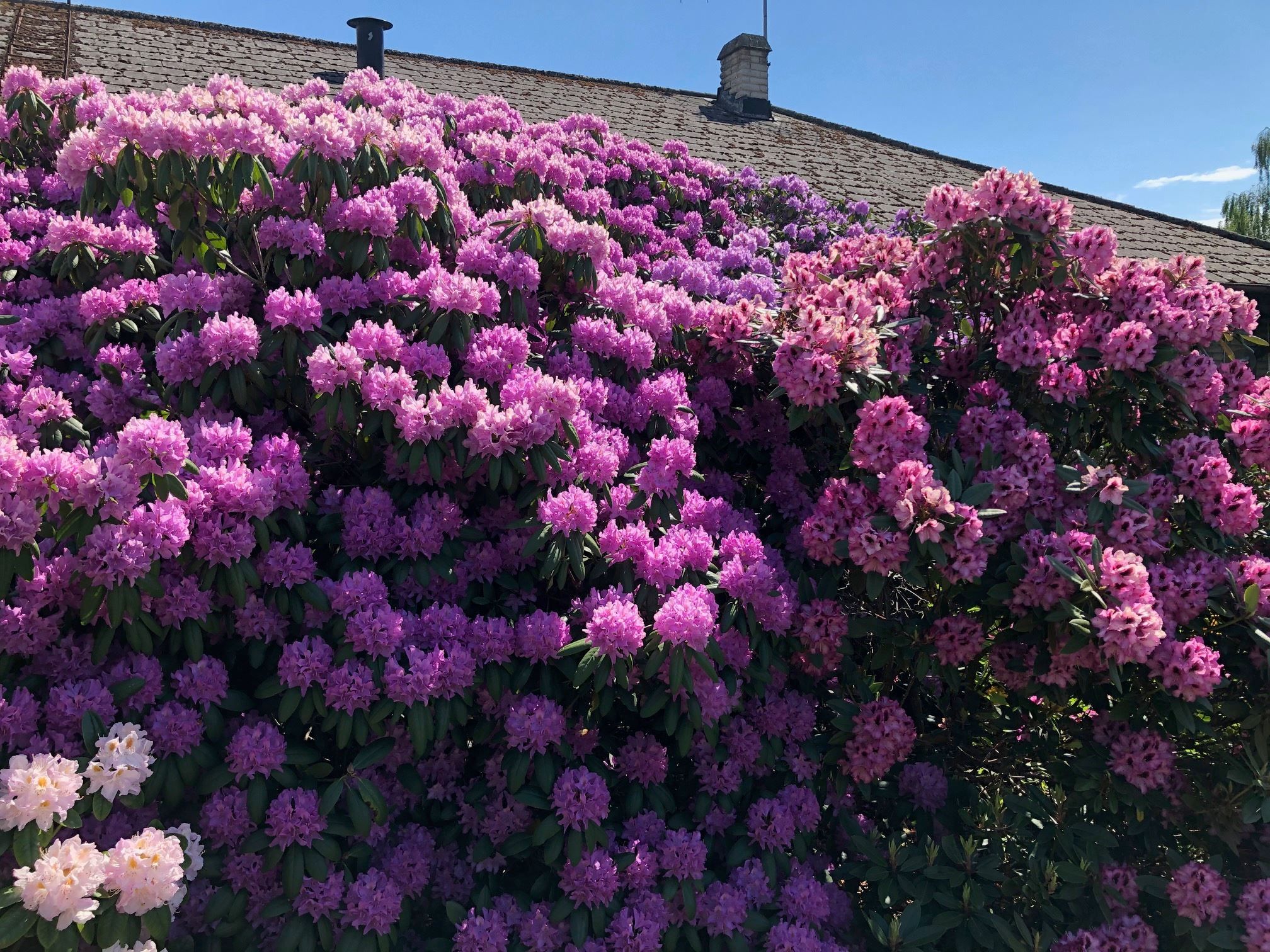 Säljaren bild på blommande rhododendron