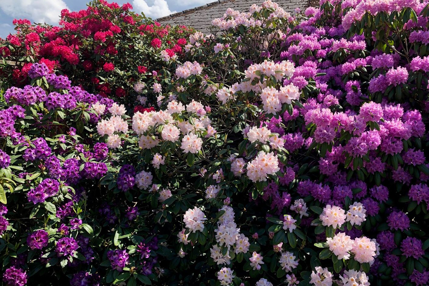 Säljarens bild på blommande rhododendron