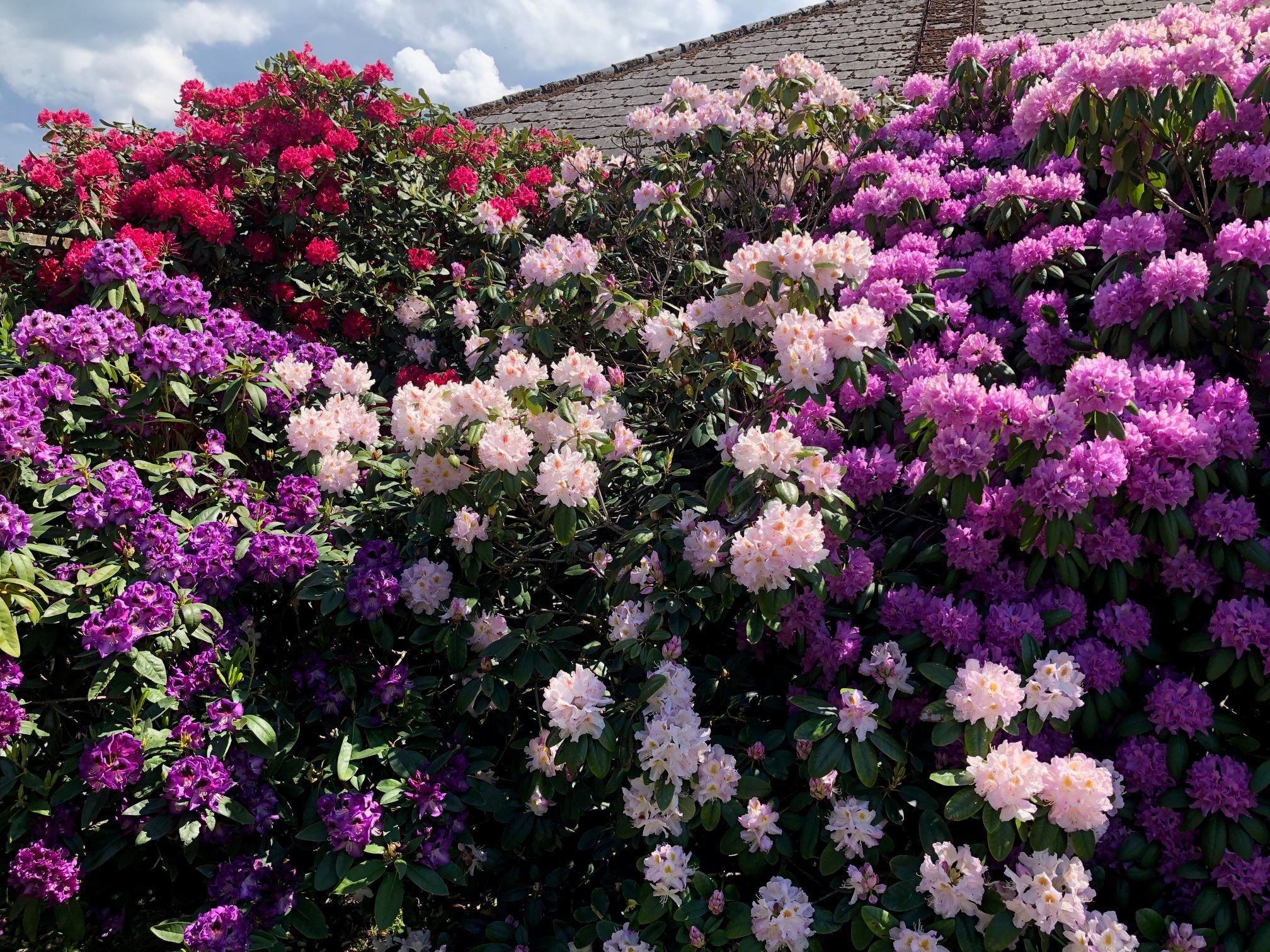 Säljarens bild på blommande rhododendron