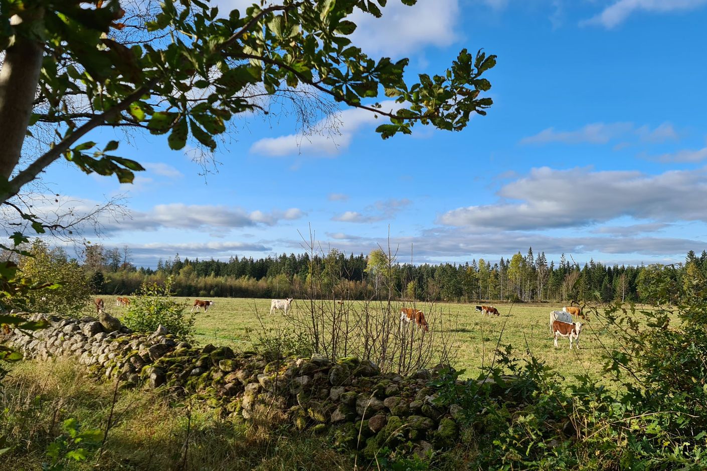 Säljarens egna bilder