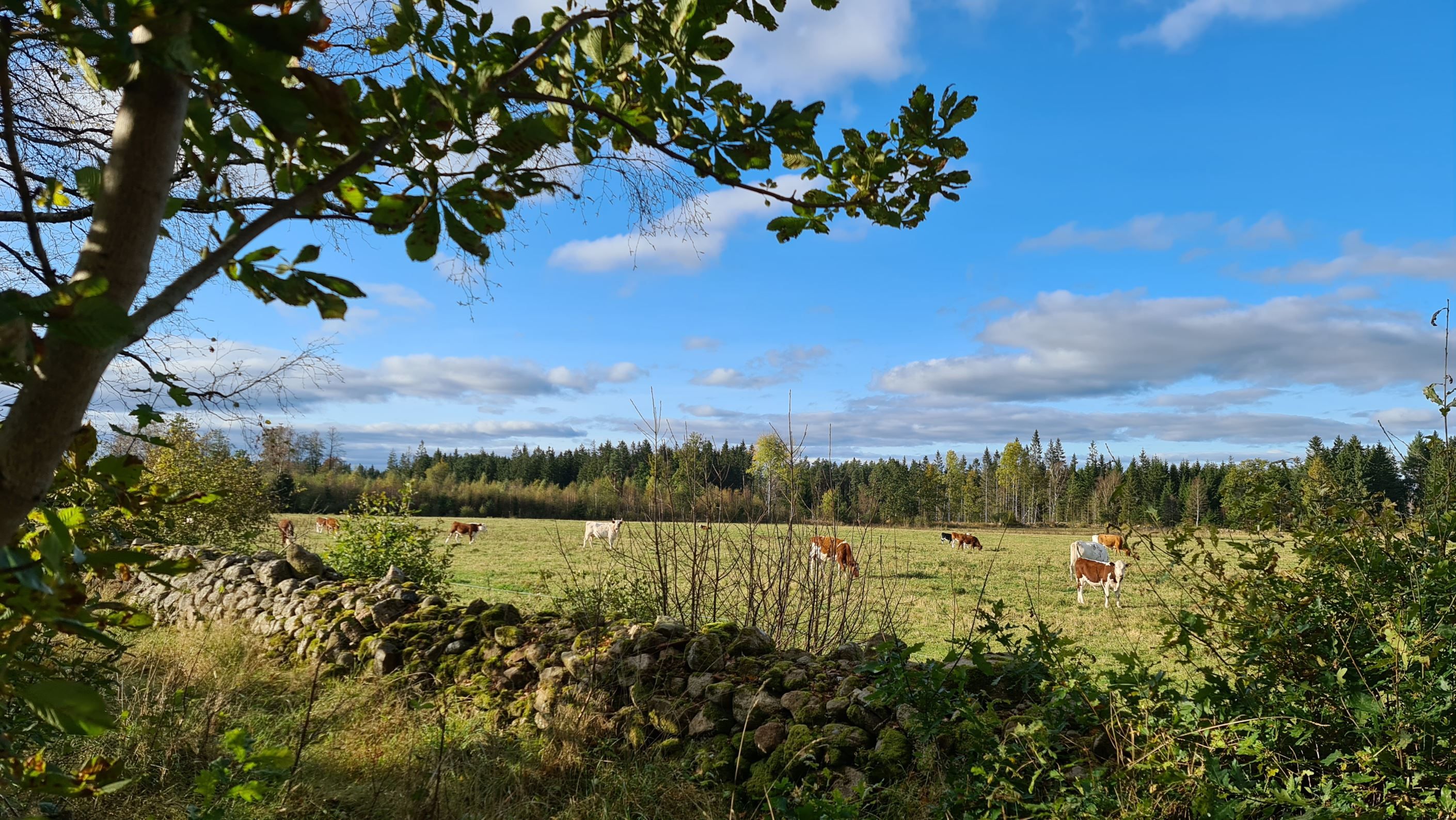 Säljarens egna bilder