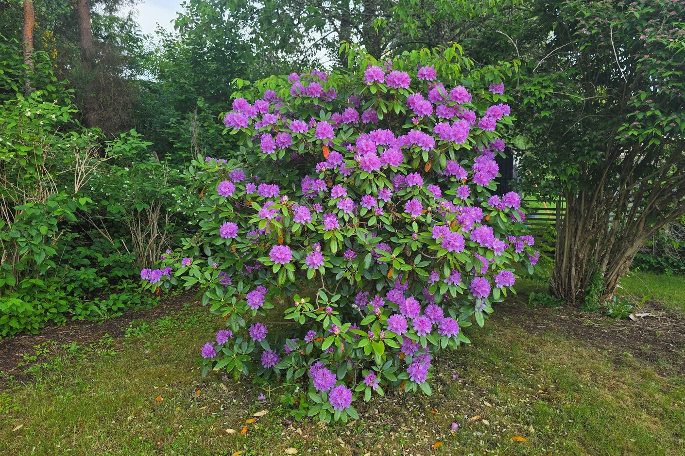 Säljarens egna bild