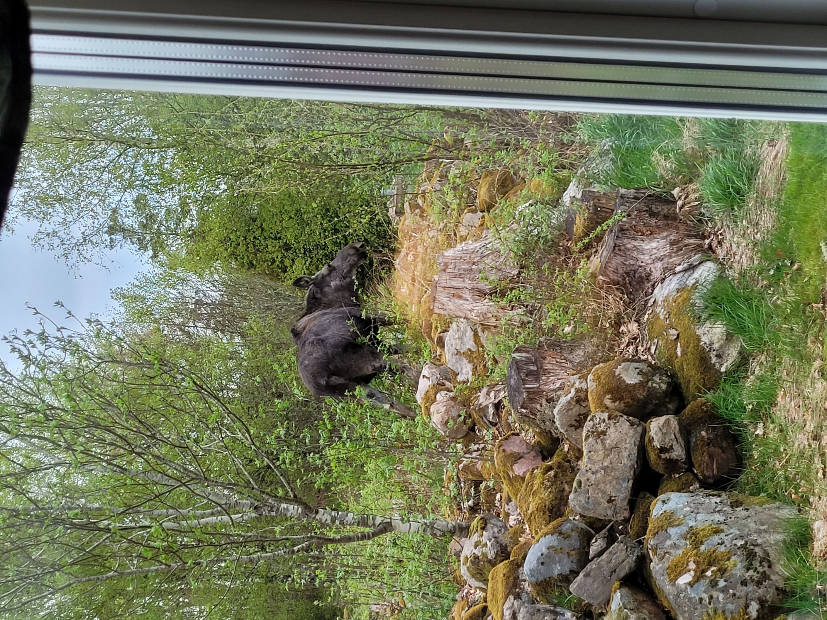 Säljarens egna bilder
