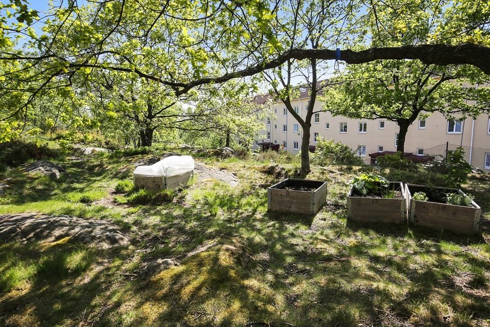 Föreningens odlingslotter