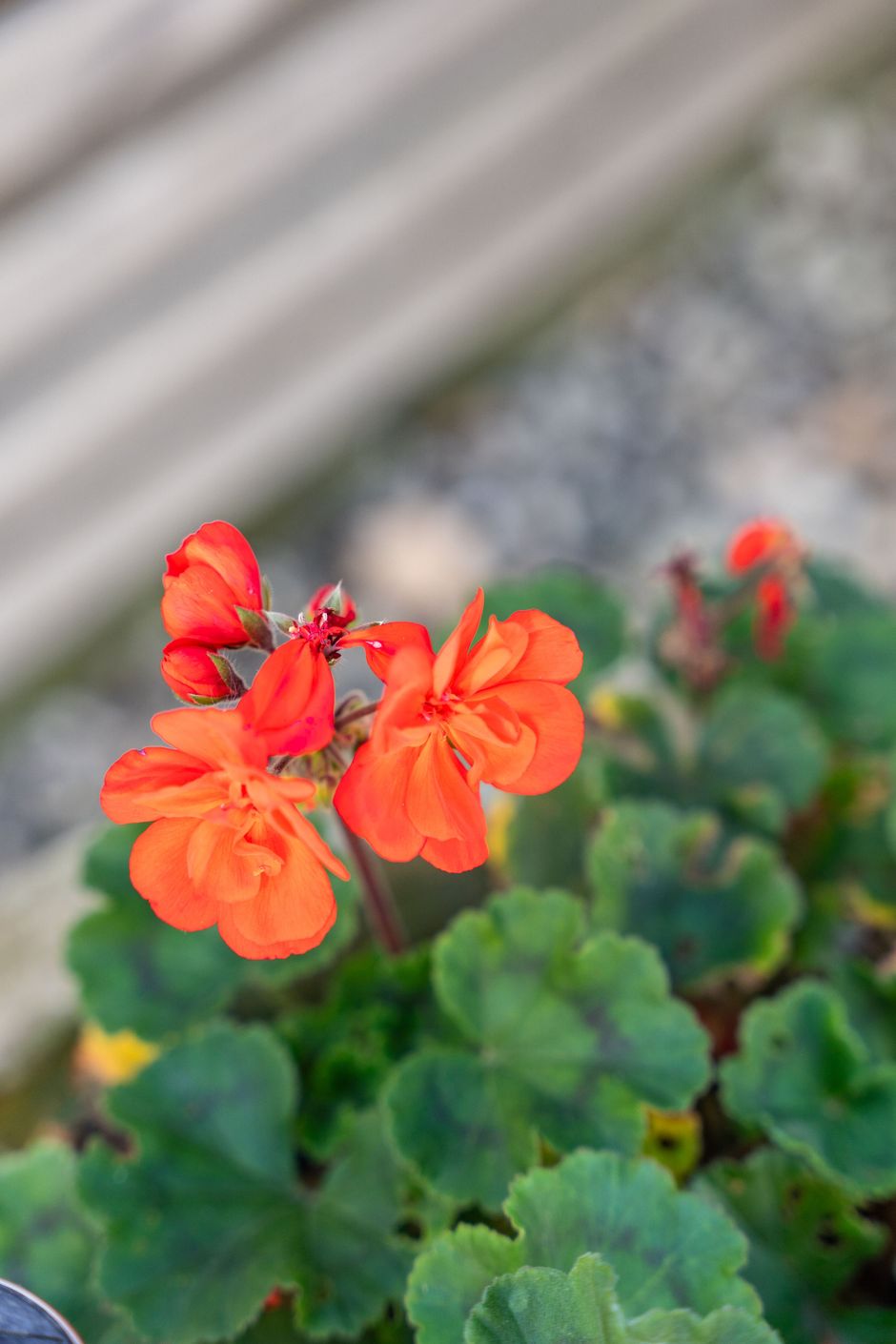 Detaljbild tomten