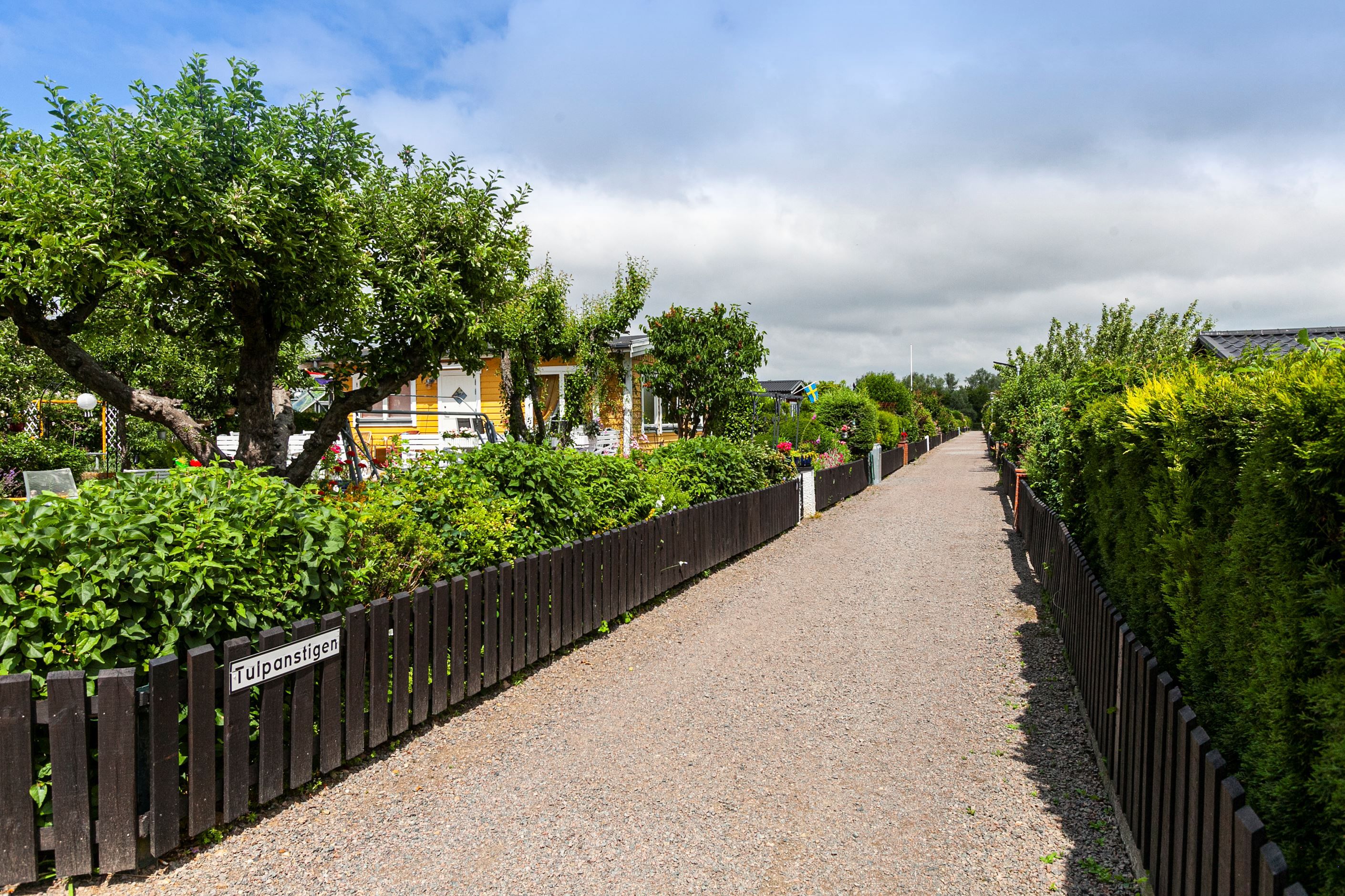 Tulpanstigen
