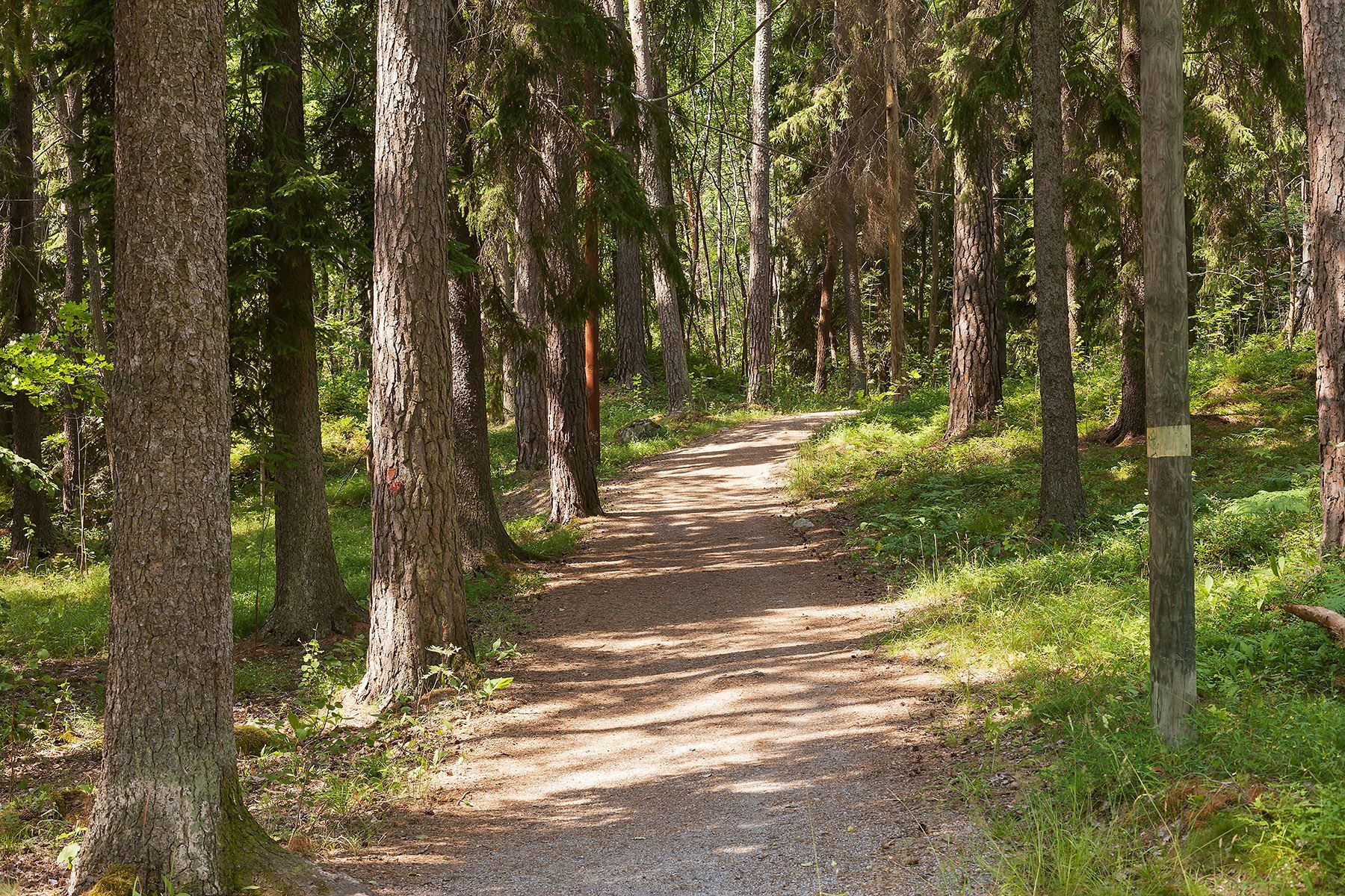 Gott om strövstigar och joggingslingor i området