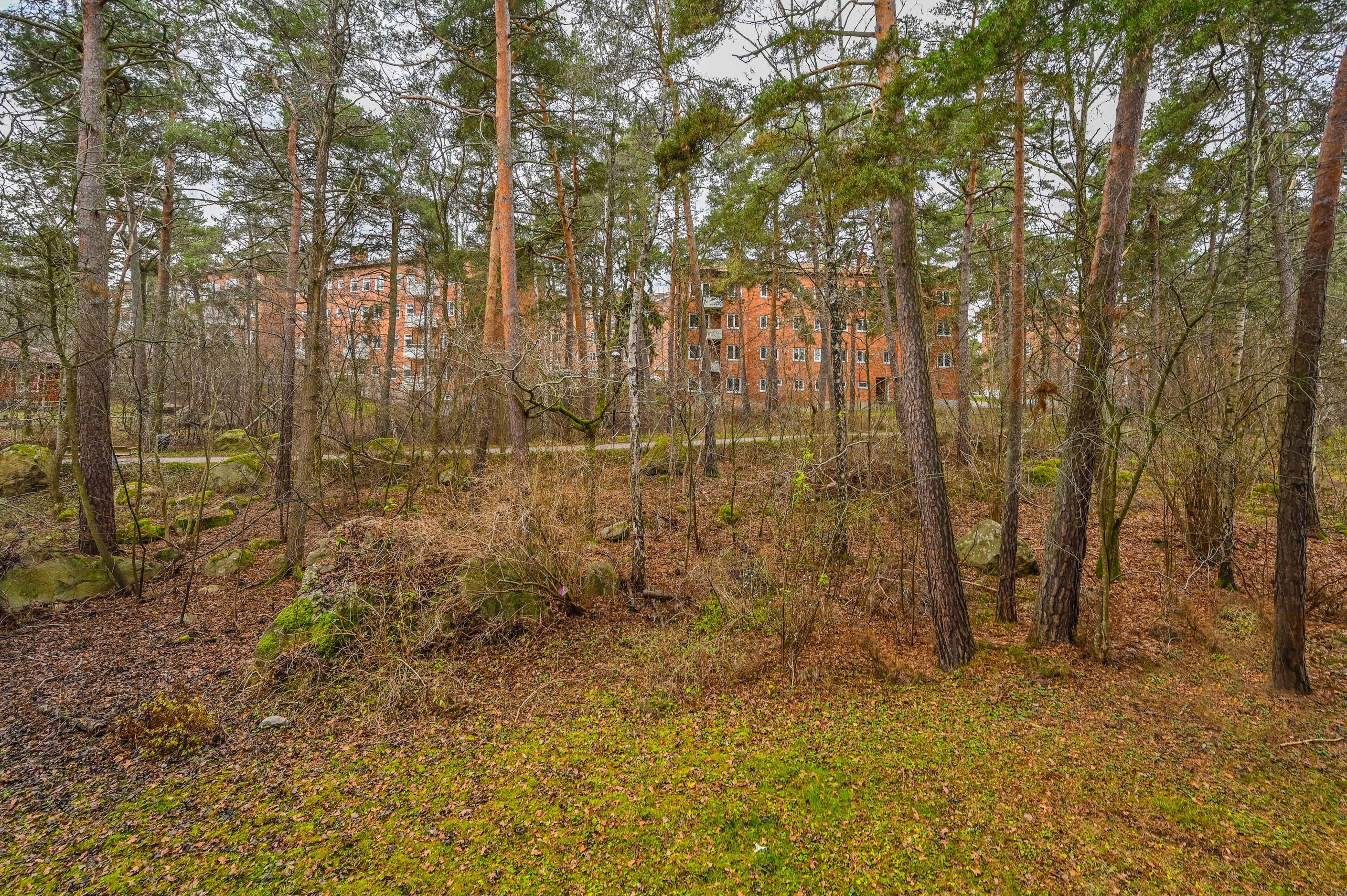 Insynsskyddat läge mot skogsparti