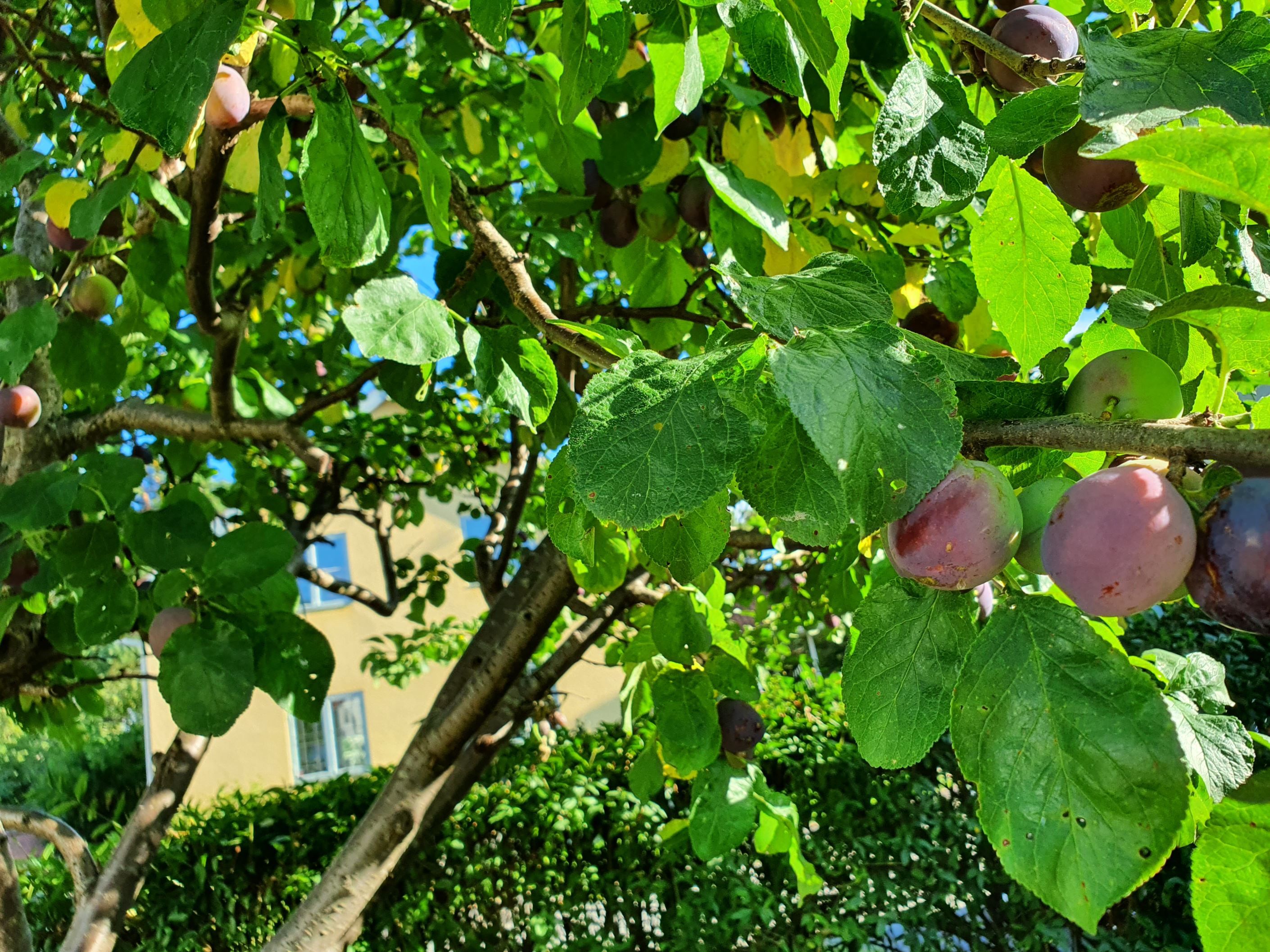 Säljarens sommarbild - Fruktträd levererar till pajen