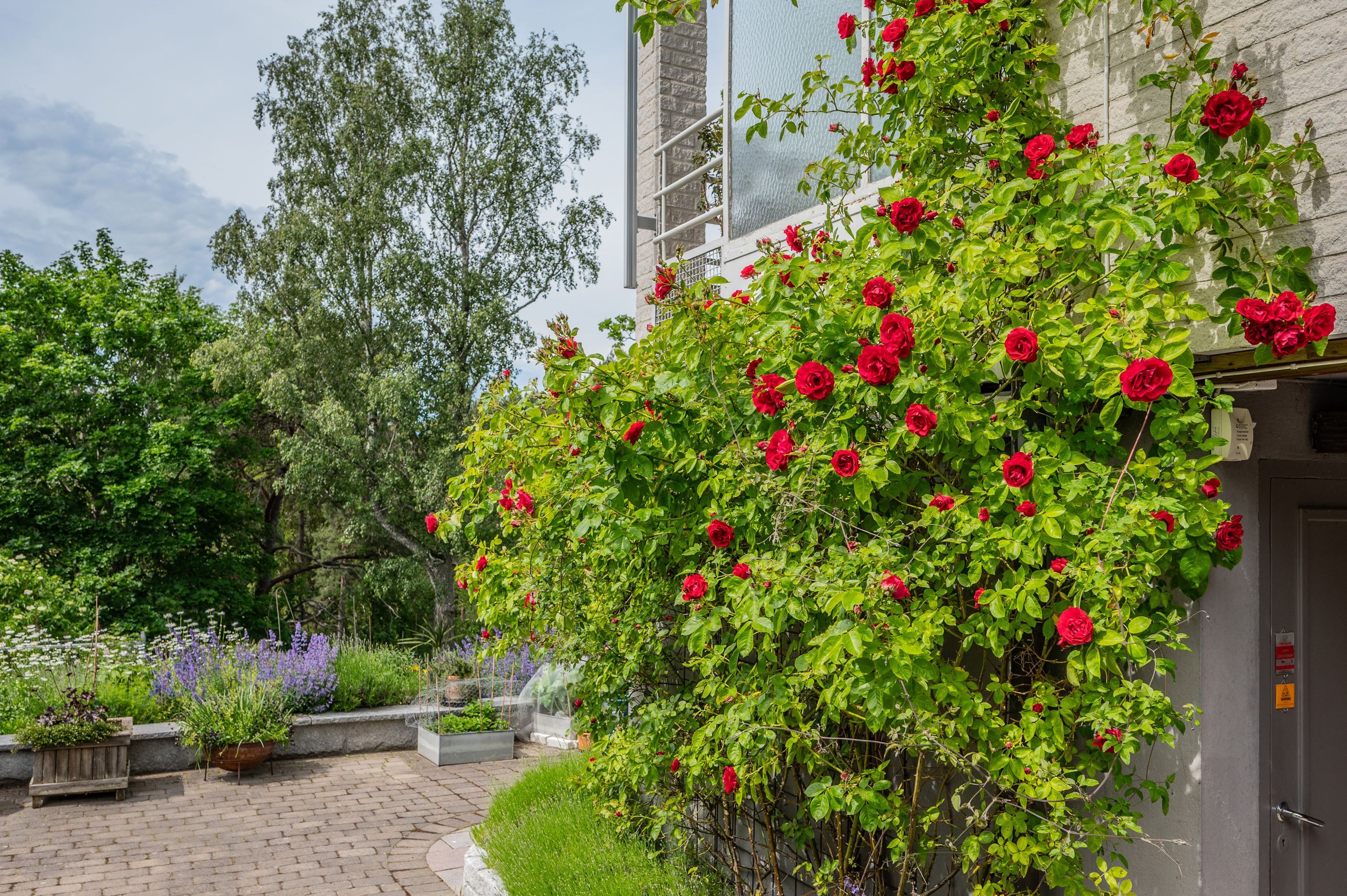 Tomten blommar från vår till höst med varierad växtlighet