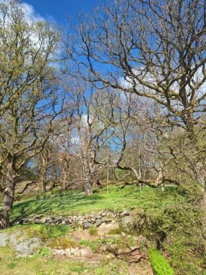 Säljarens vårbild baksidan.