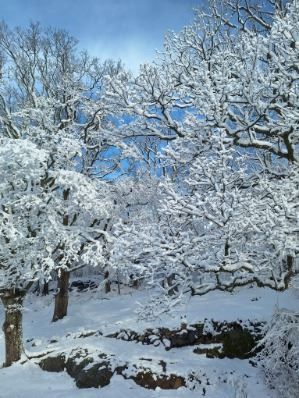 Säljarens vinterbild baksidan.