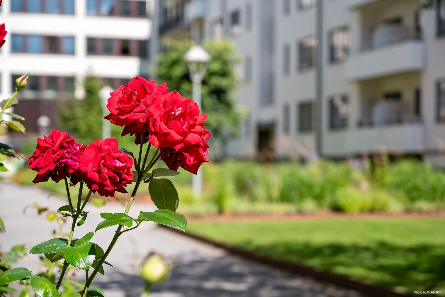 Föreningens mysiga innergård