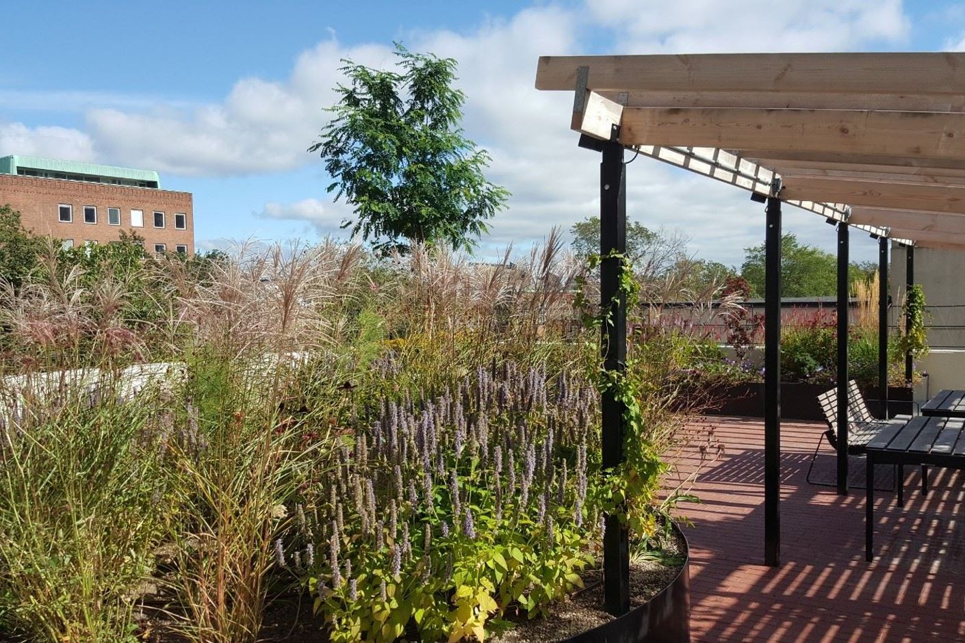 Föreningens pergola