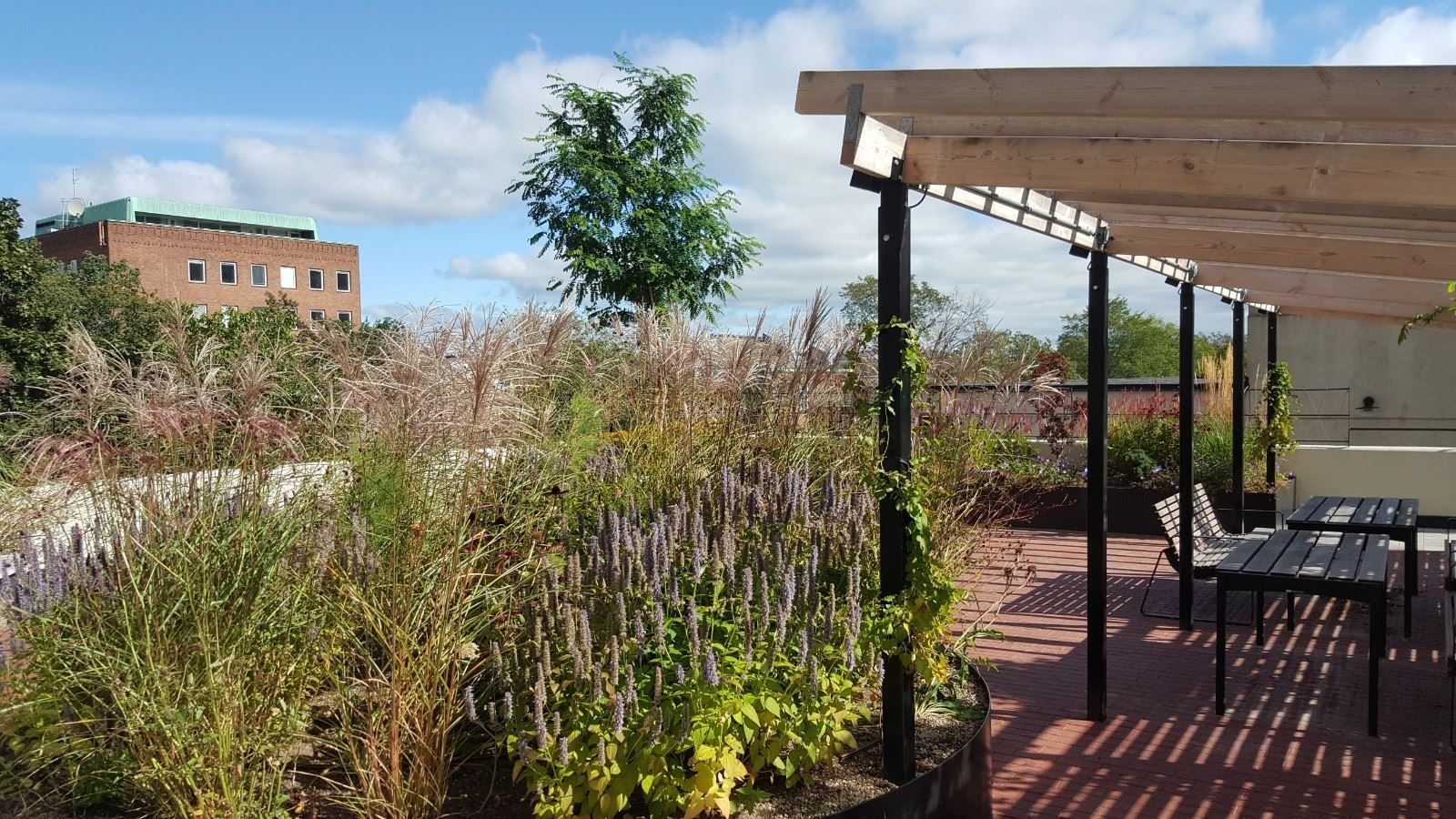 Föreningens pergola