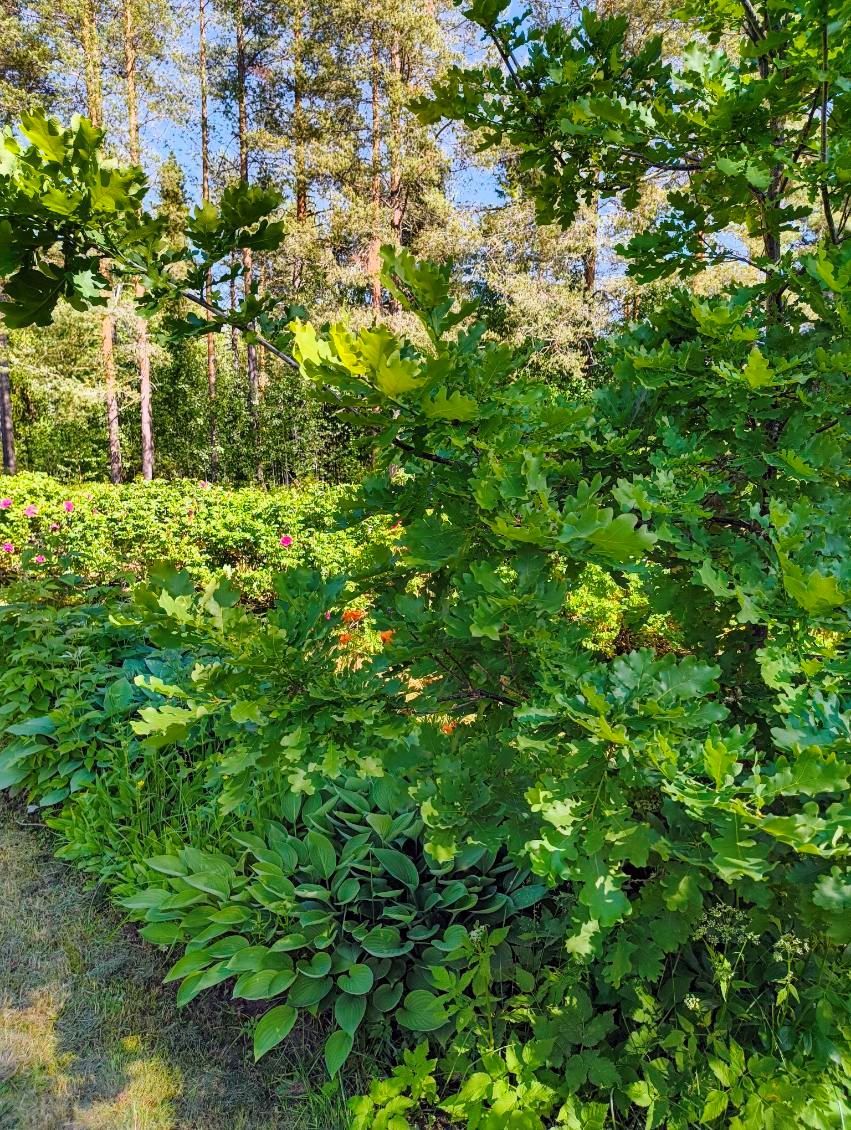 Säljarens egen bild