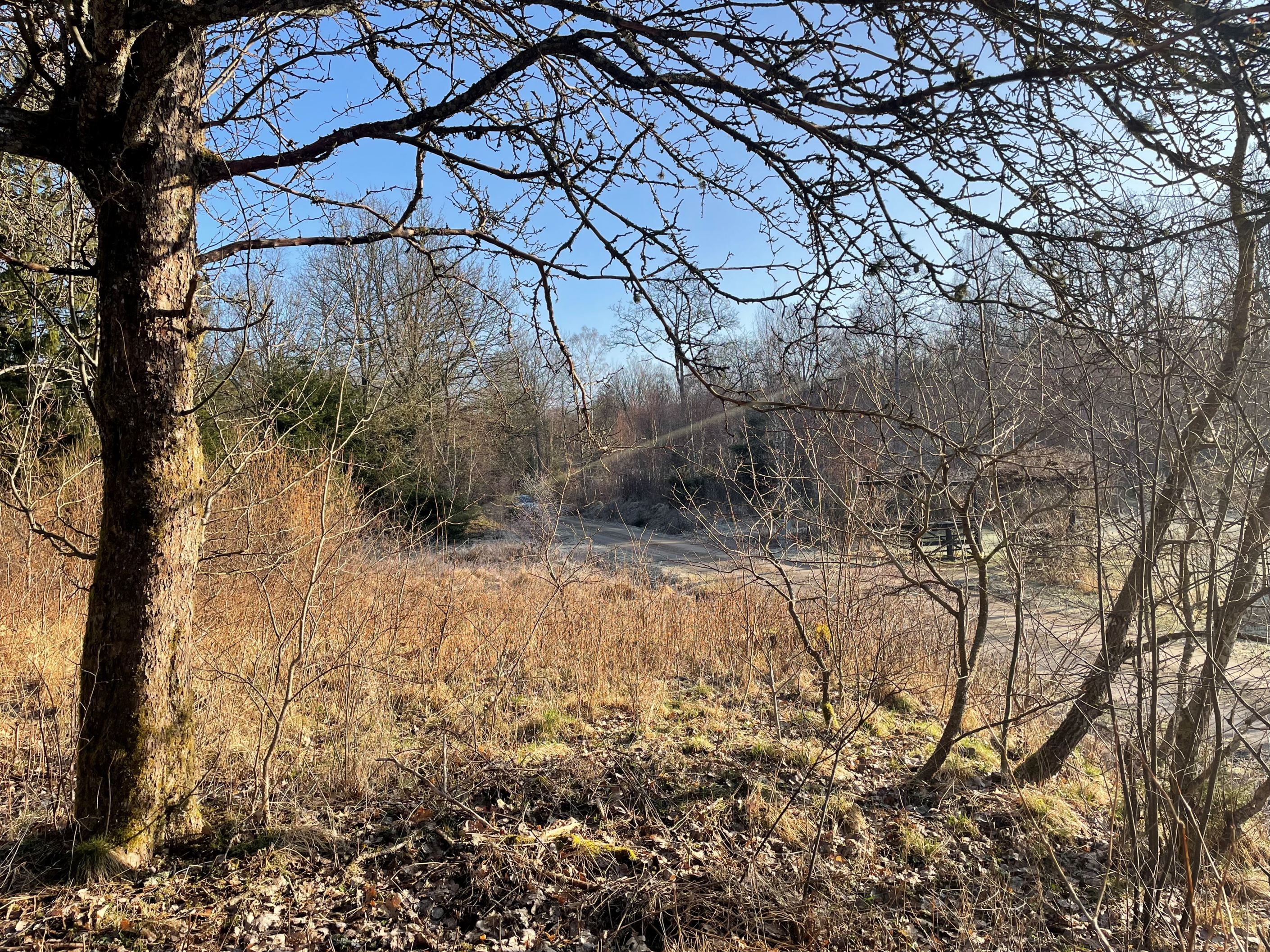 Vy från tomten ned mot vägen