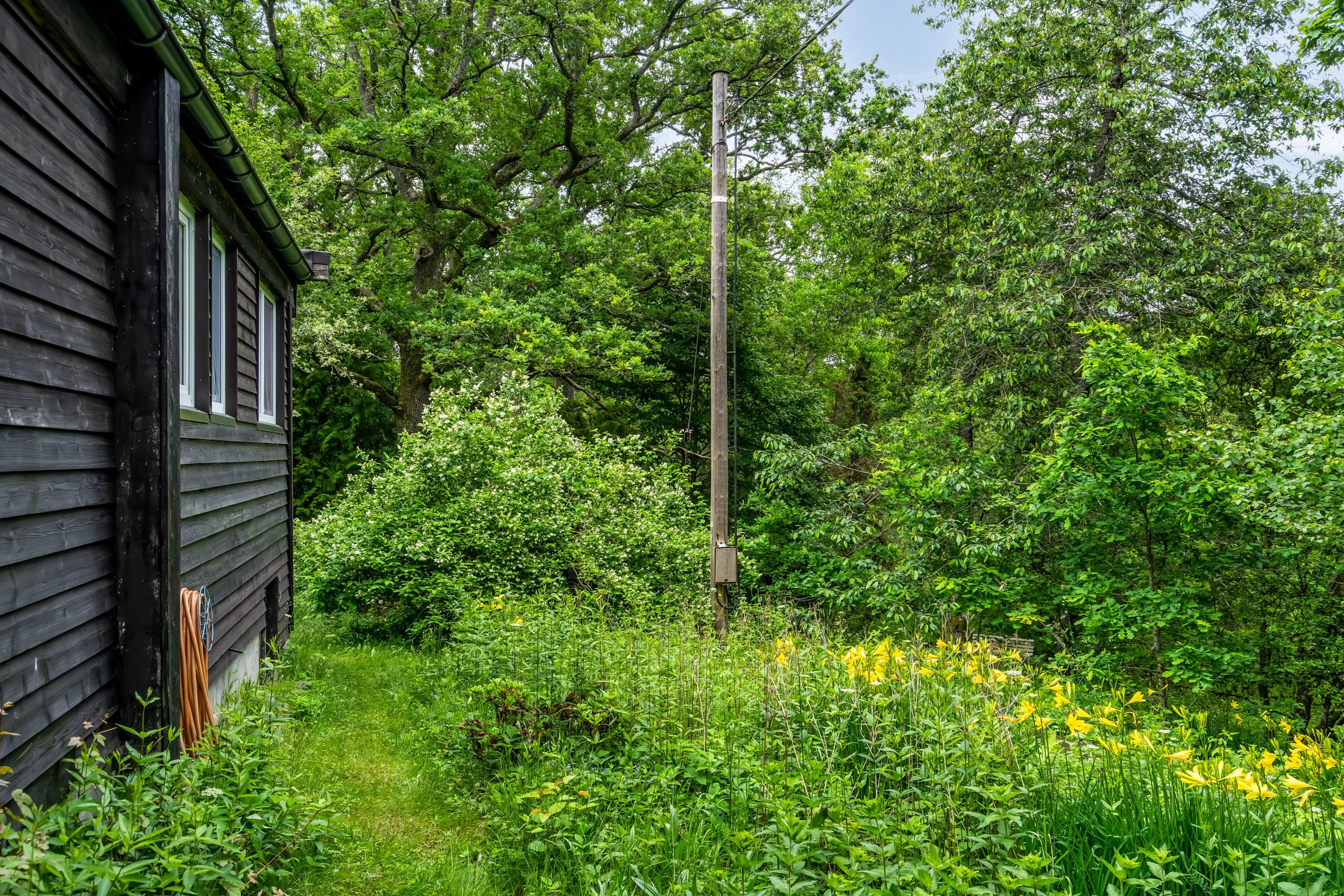 Lummig skogstomt inpå knutarna