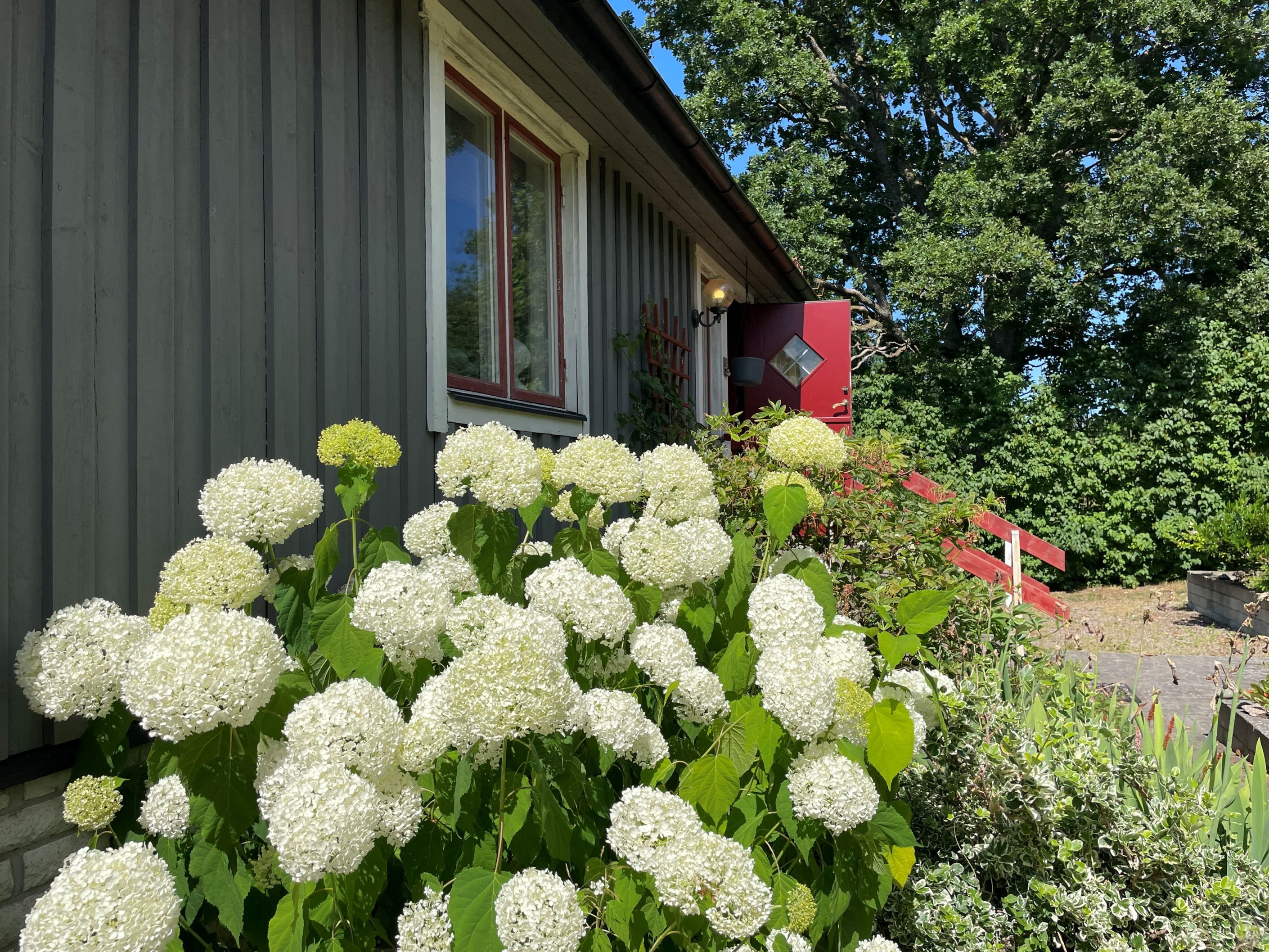 Trädgård