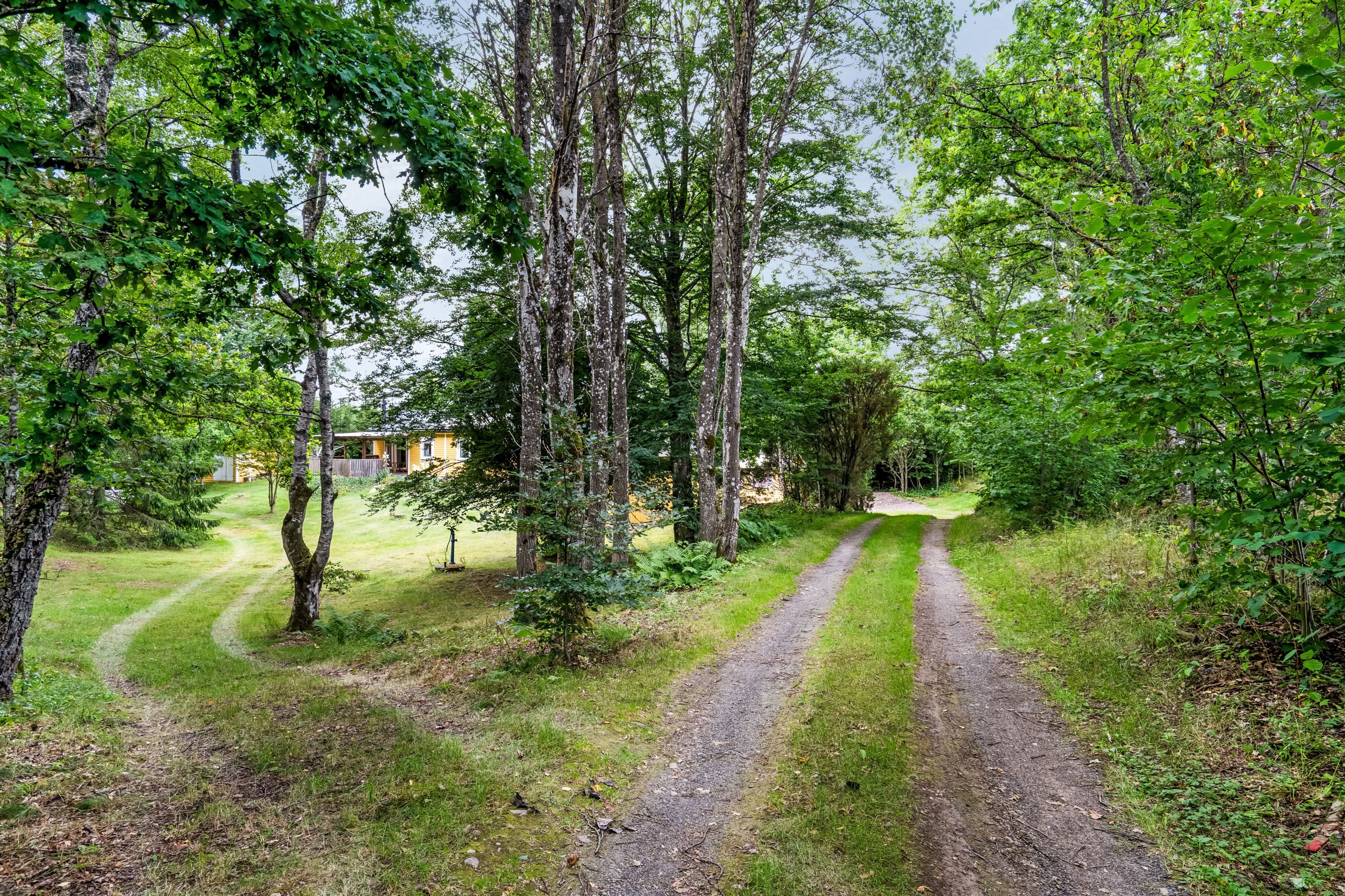 Skogsvägen som leder fram till huset