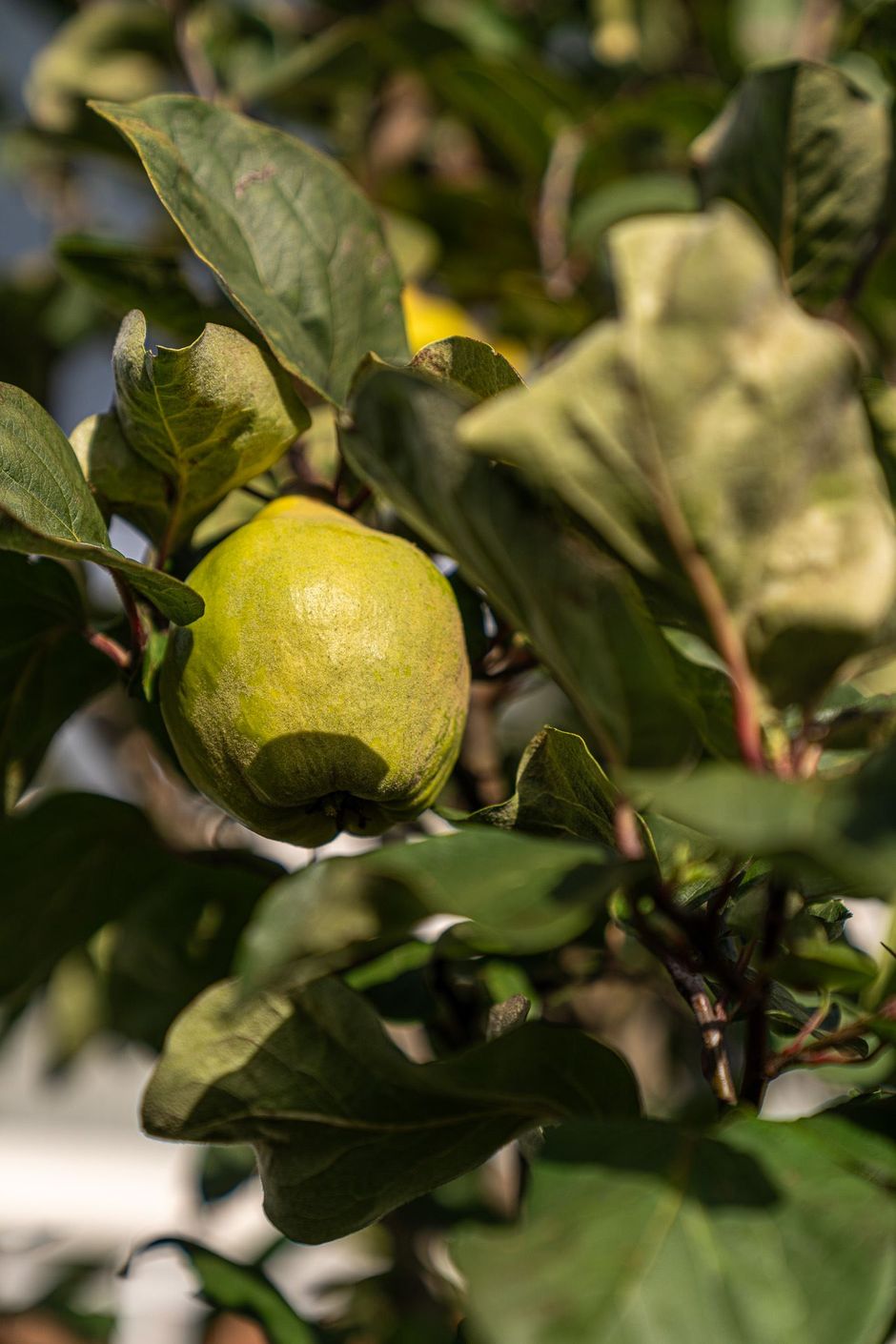 I trädgården finns flera spännande fruktträd