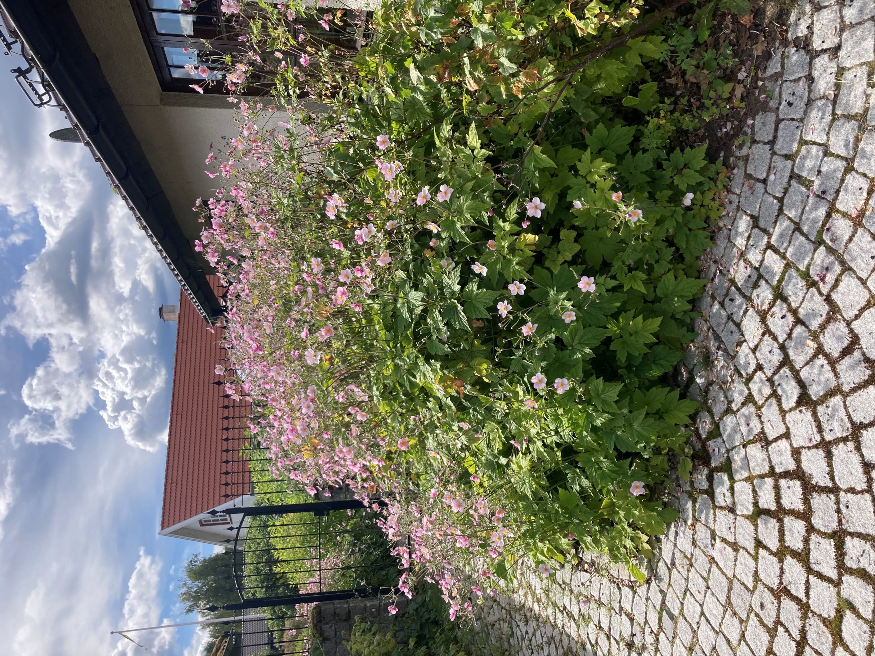Härlig trädgård