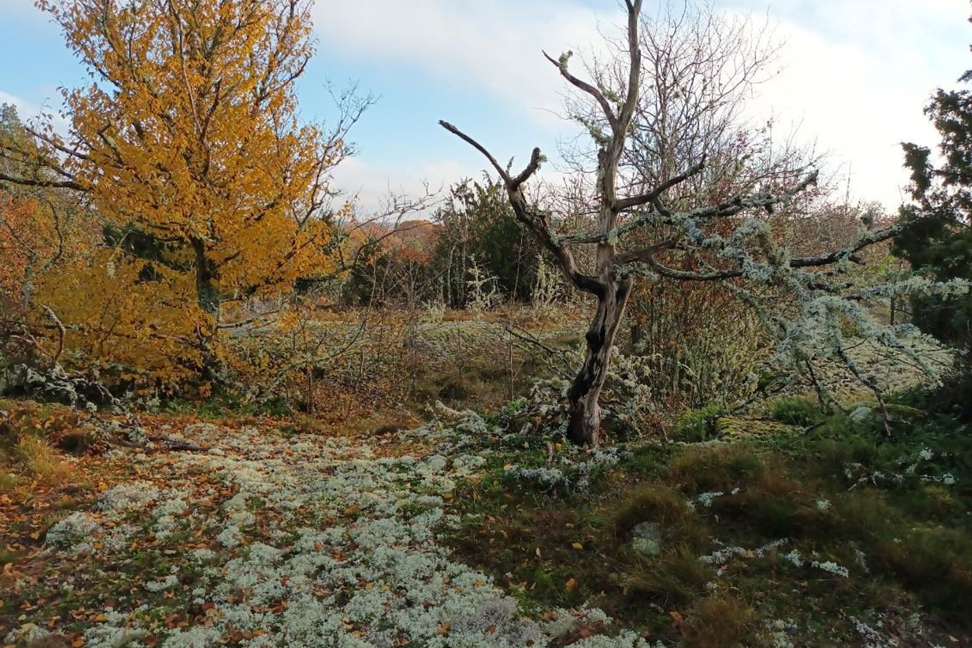 Säljarens bild