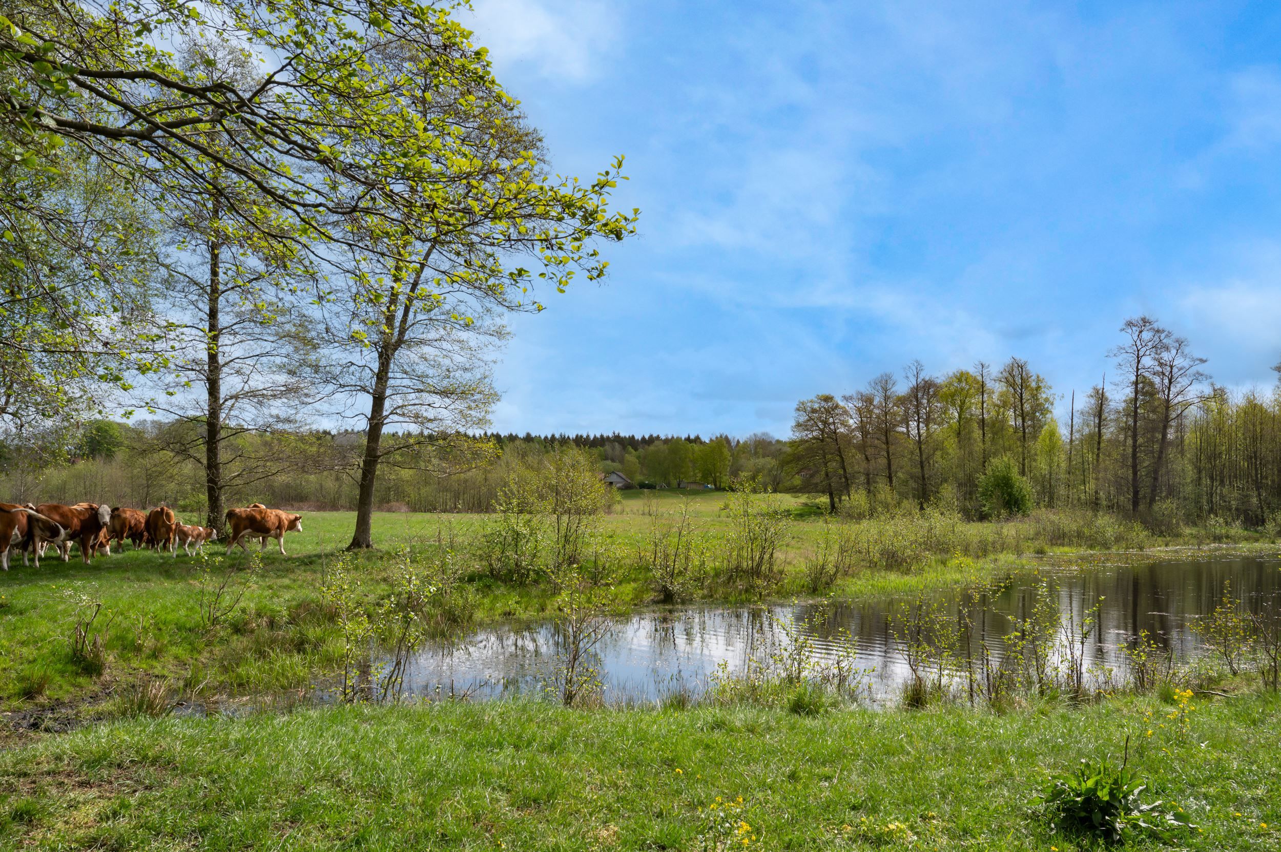 Kossor & rofylld natur