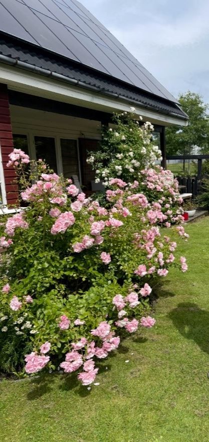 Säljarens bild. Rosor i trädgård