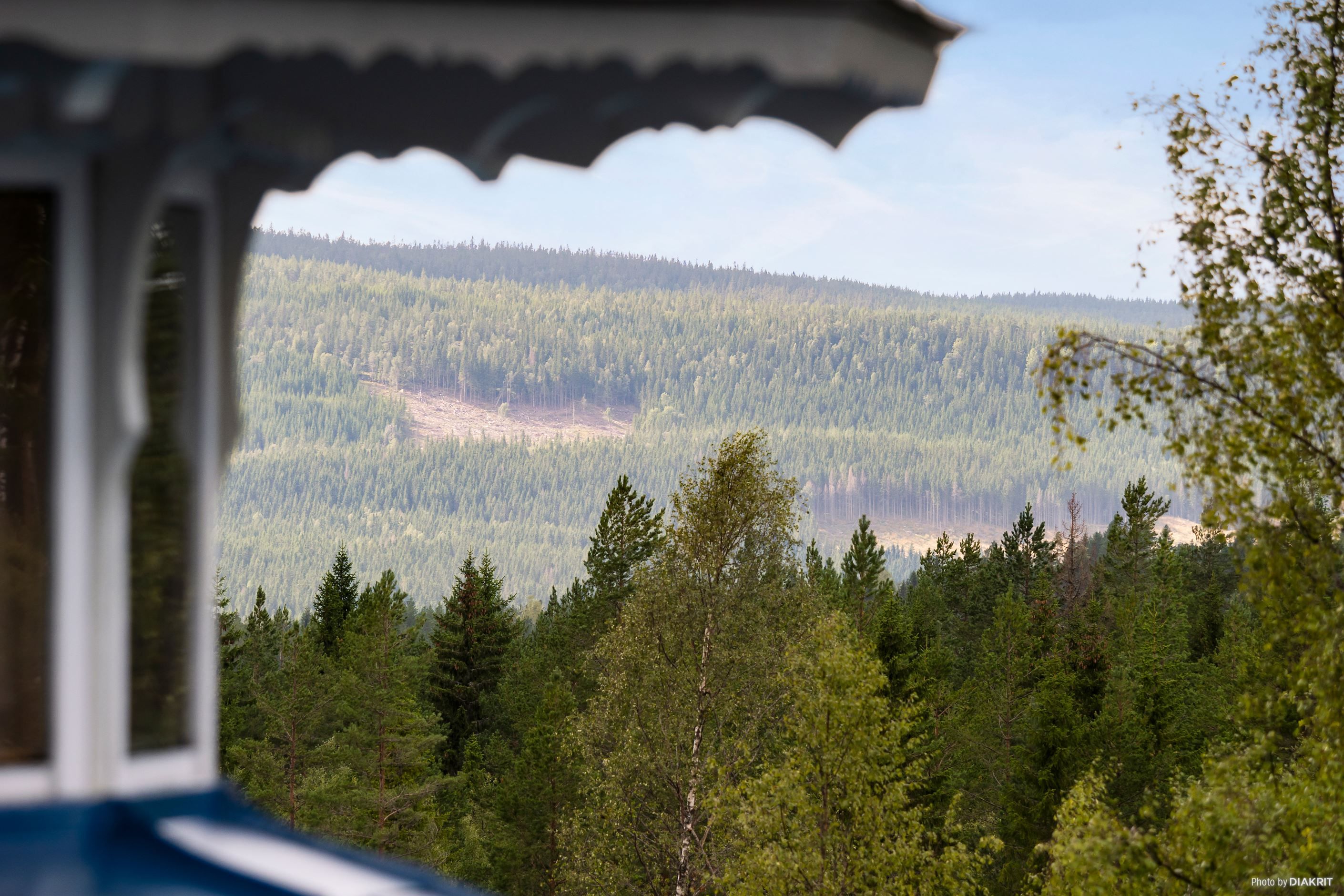 Skogsutsikten