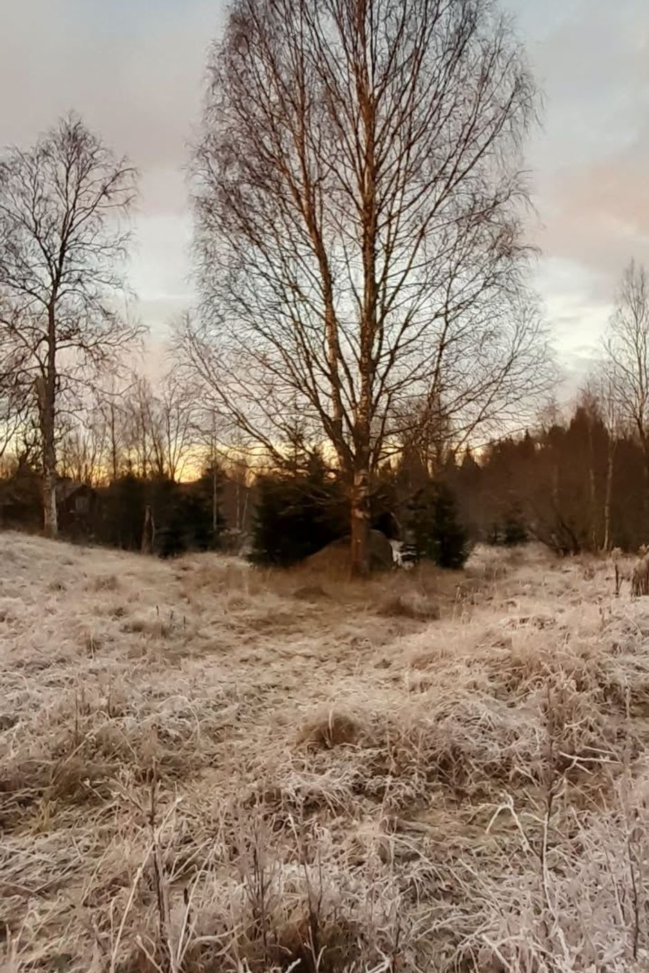 Ståtlig björk mitt på gården