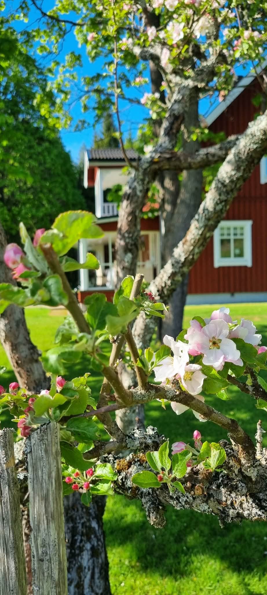 Trädgården