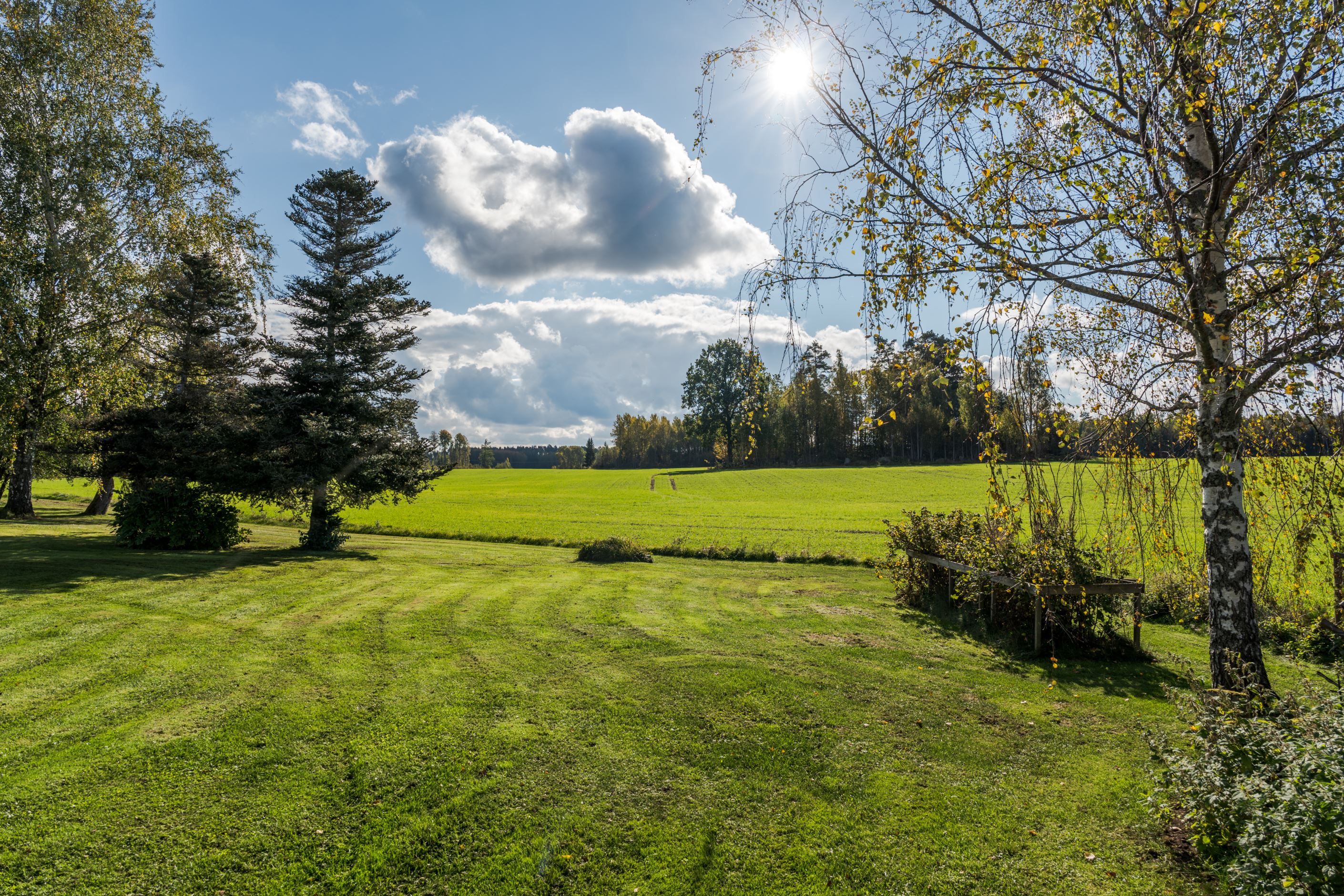 Trädgård