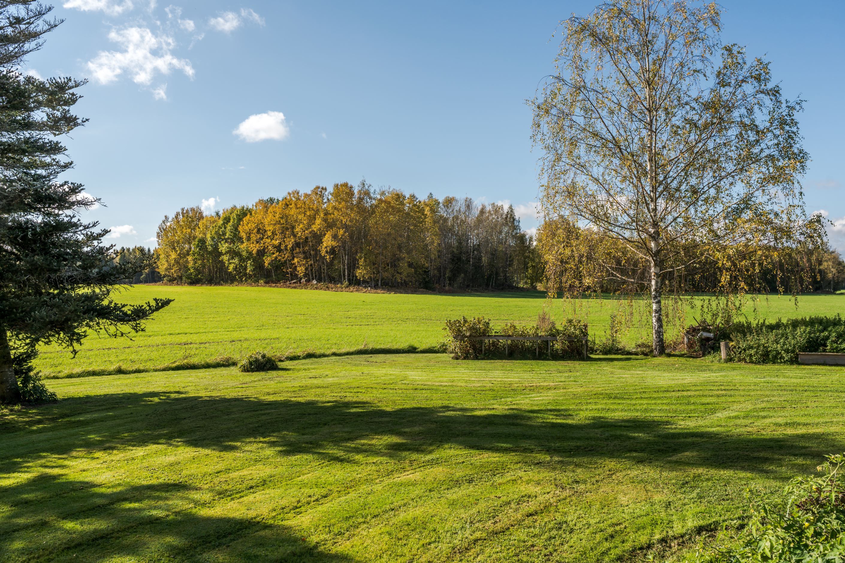 Trädgård