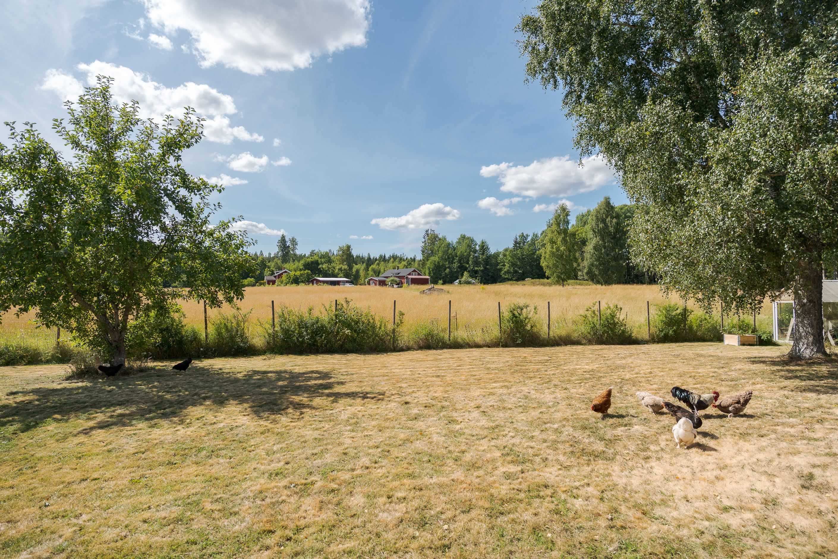 Trädgård