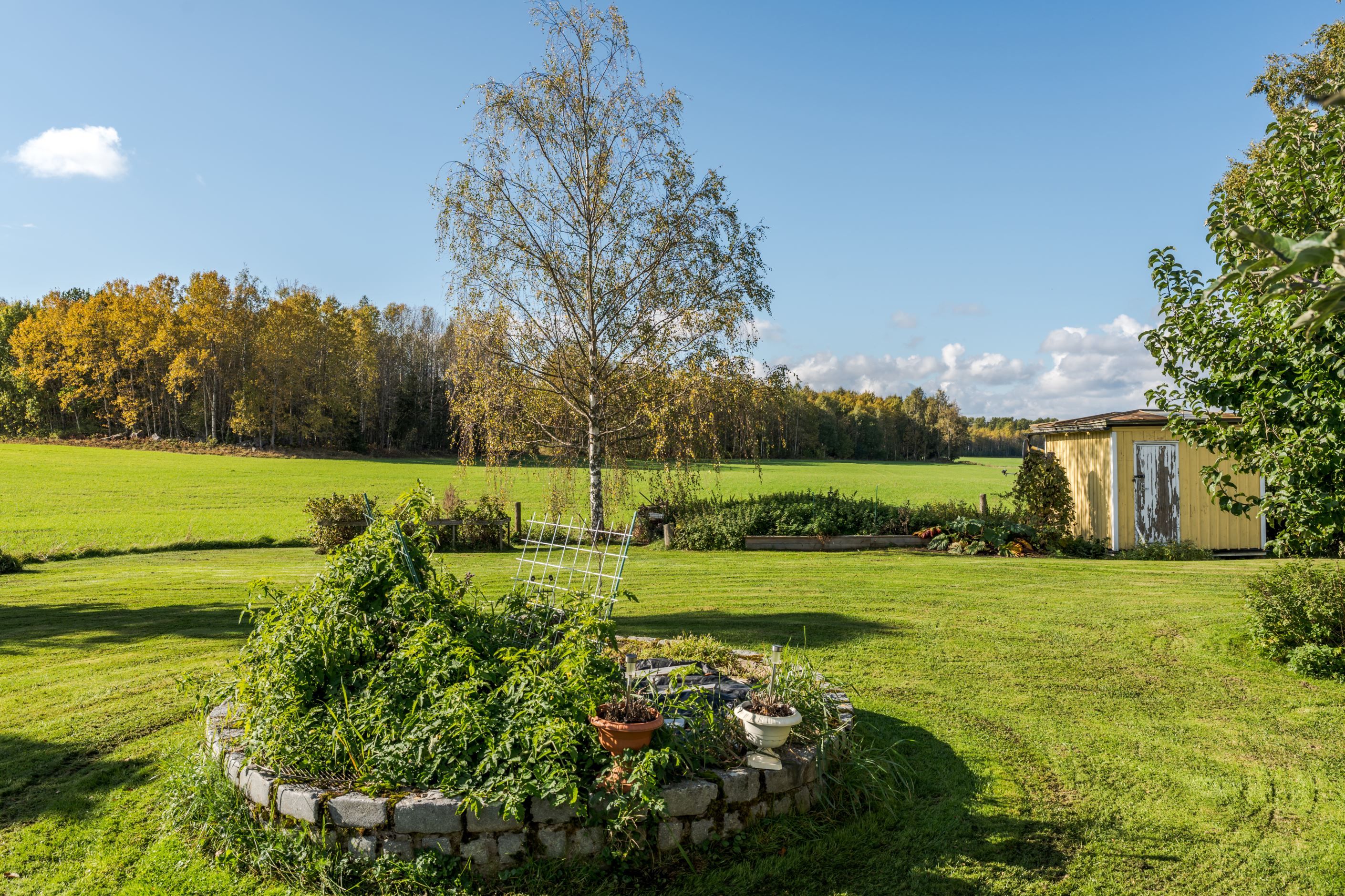 Trädgård
