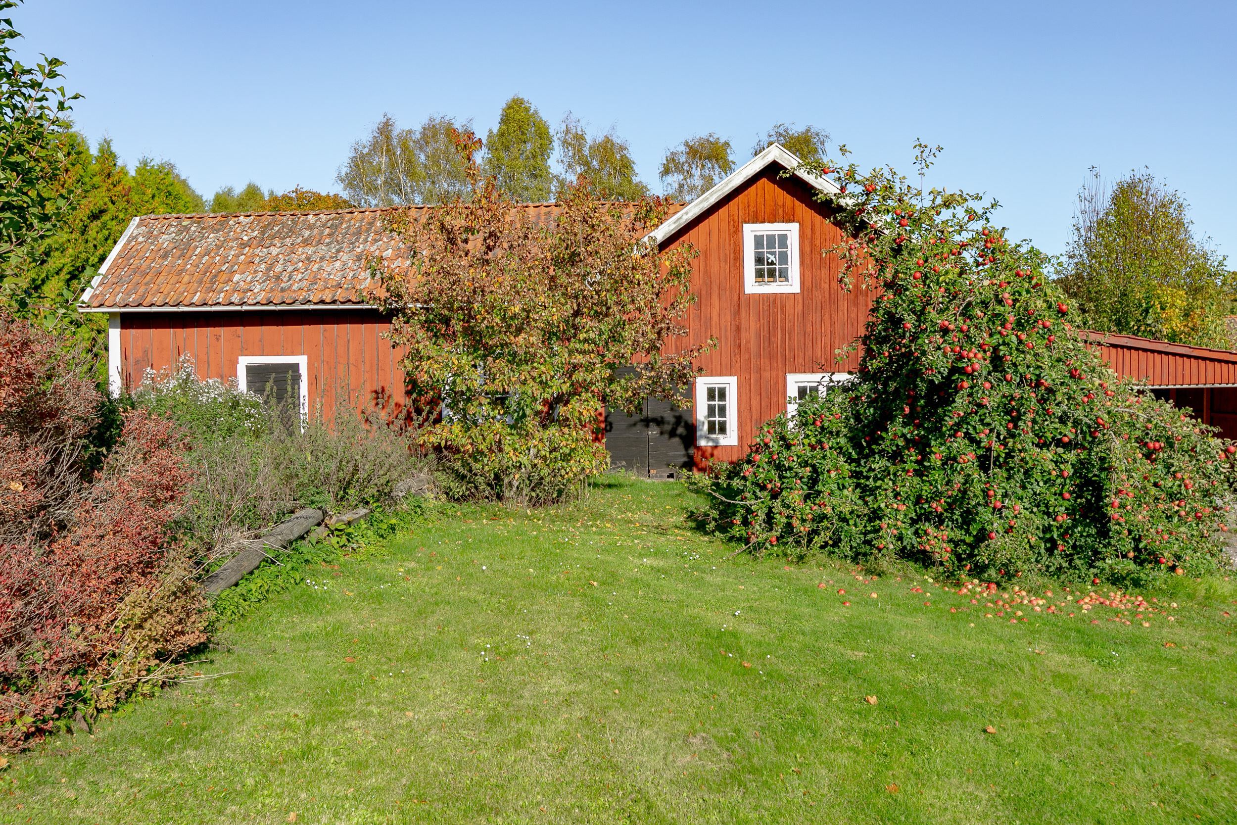 Trädgård